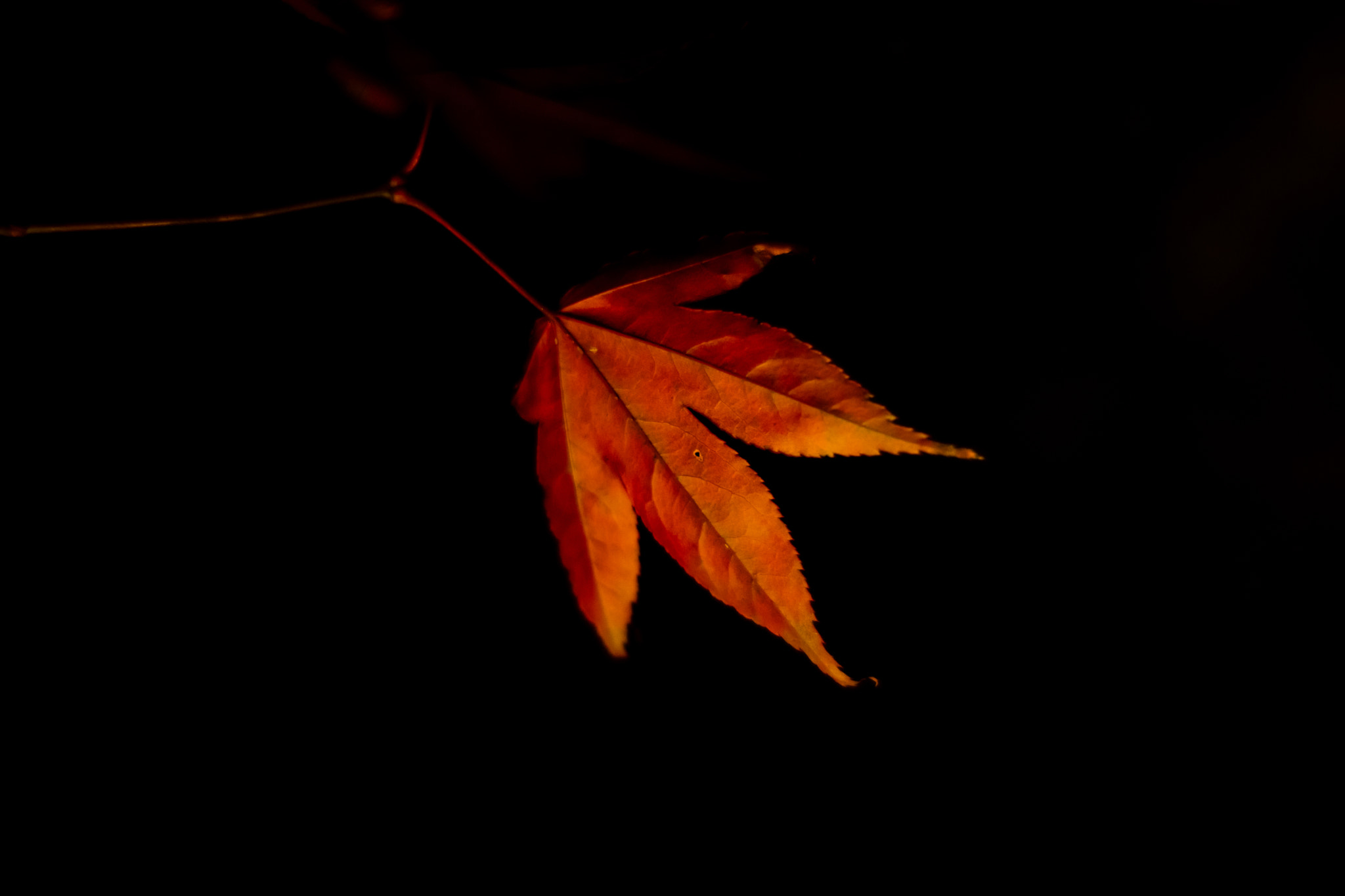 ZEISS Planar T* 50mm F1.4 sample photo. Autumn leaves4 photography