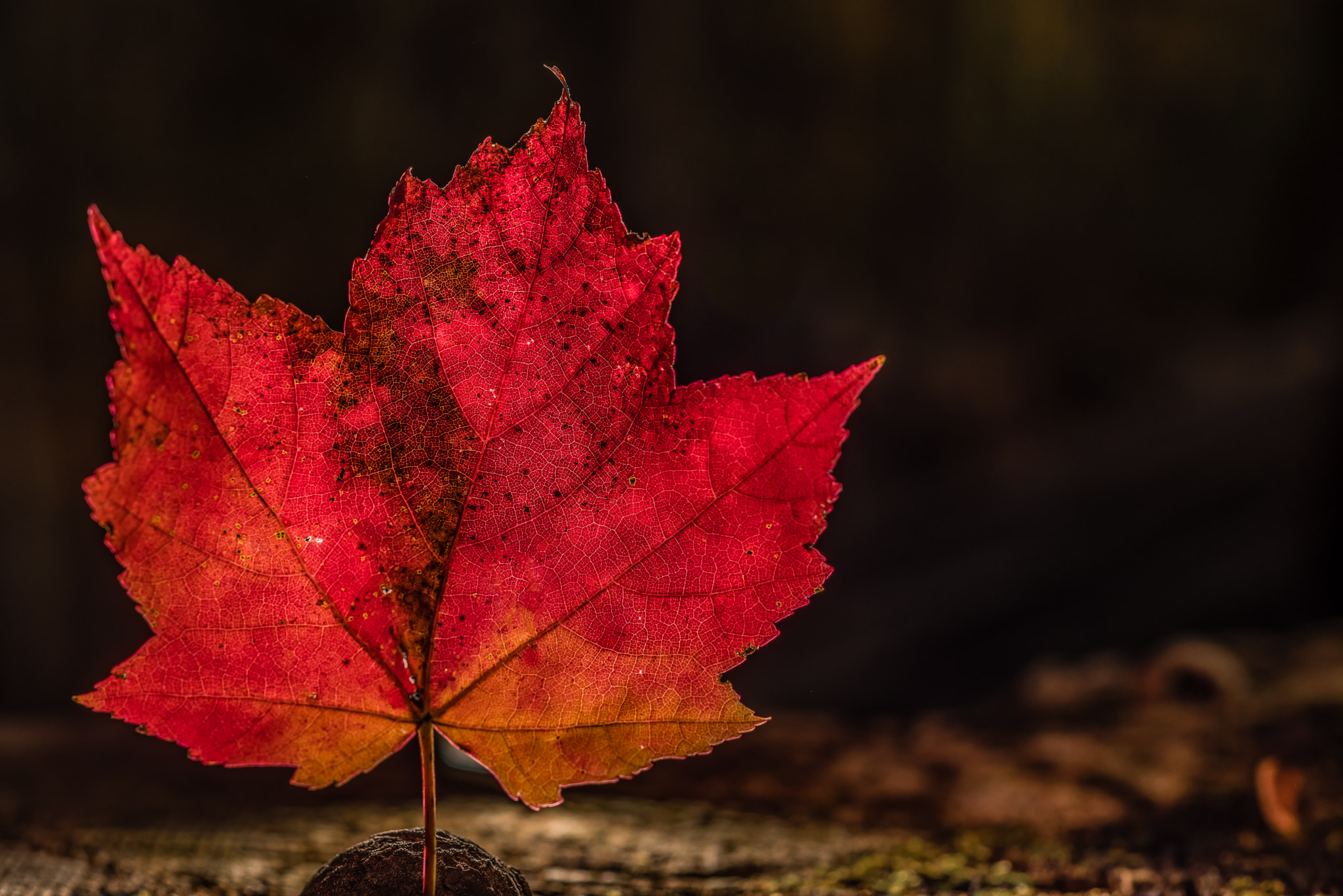 Nikon D810 + ZEISS Milvus 50mm F2 Macro sample photo. Maple leaf photography