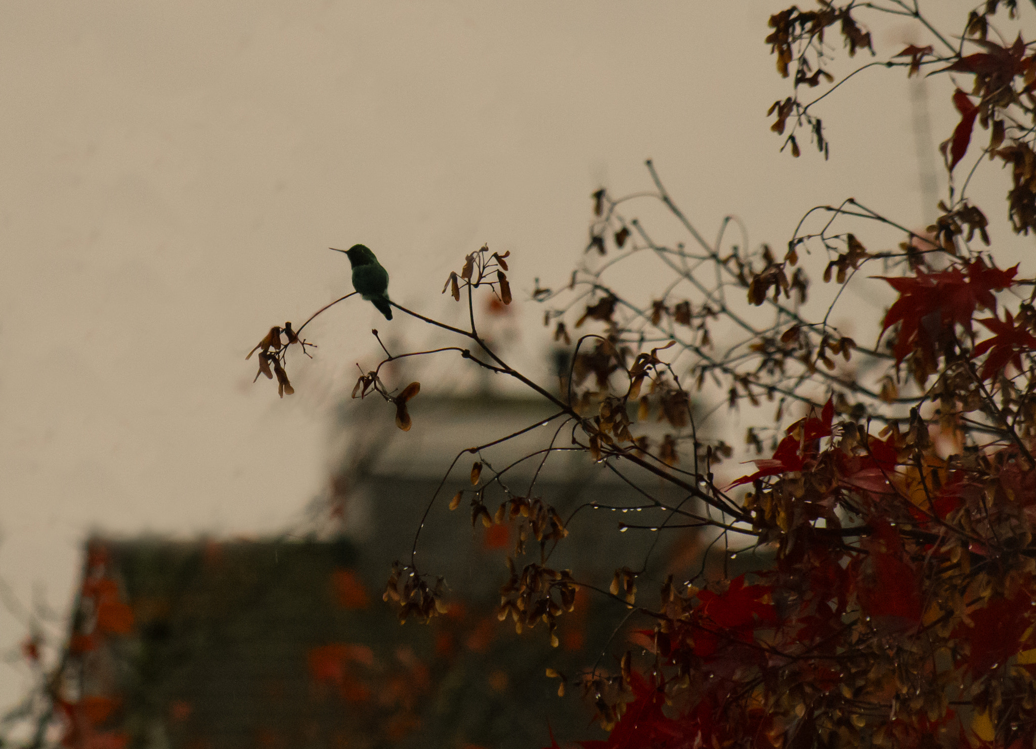 Pentax K-50 sample photo. A hummingbird is silhouetted against a rainy sky photography