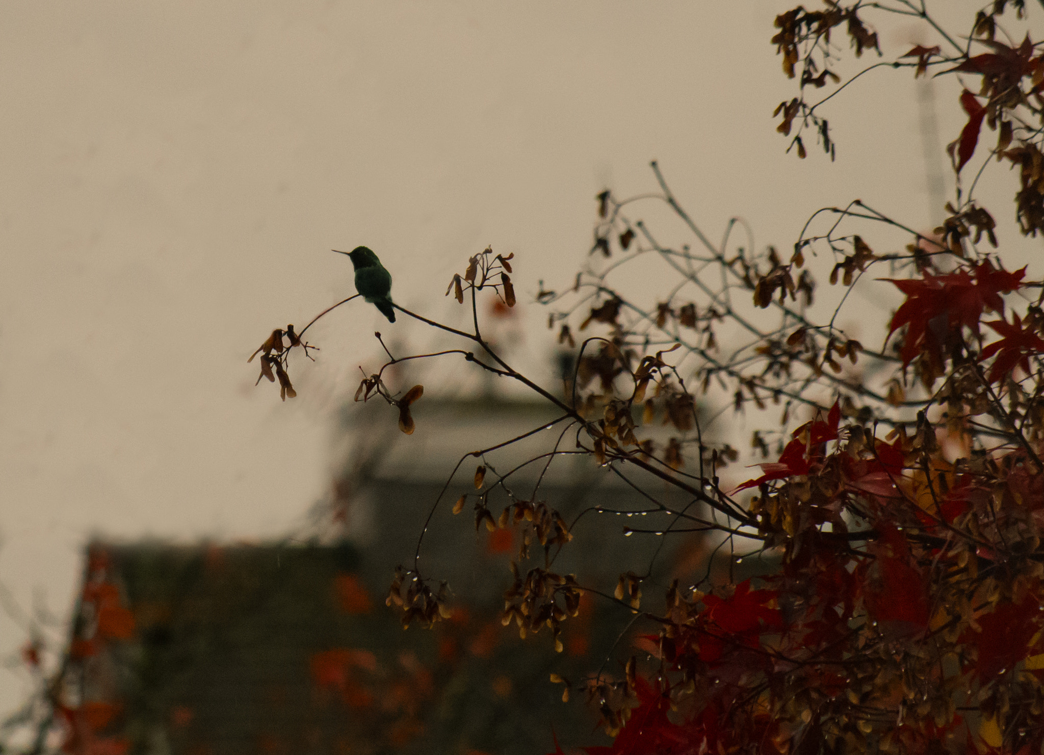 Pentax K-50 + smc Pentax-DA L 50-200mm F4-5.6 ED WR sample photo. A hummingbird is silhouetted against a rainy sky photography