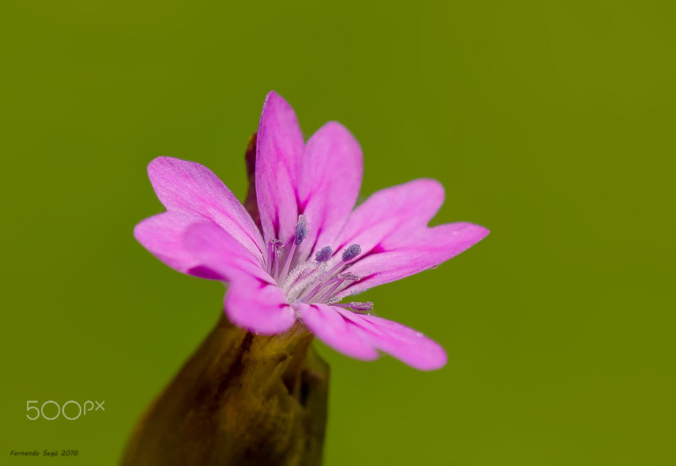 Nikon AF-S DX Micro-Nikkor 85mm F3.5G ED VR sample photo. Wild flower photography