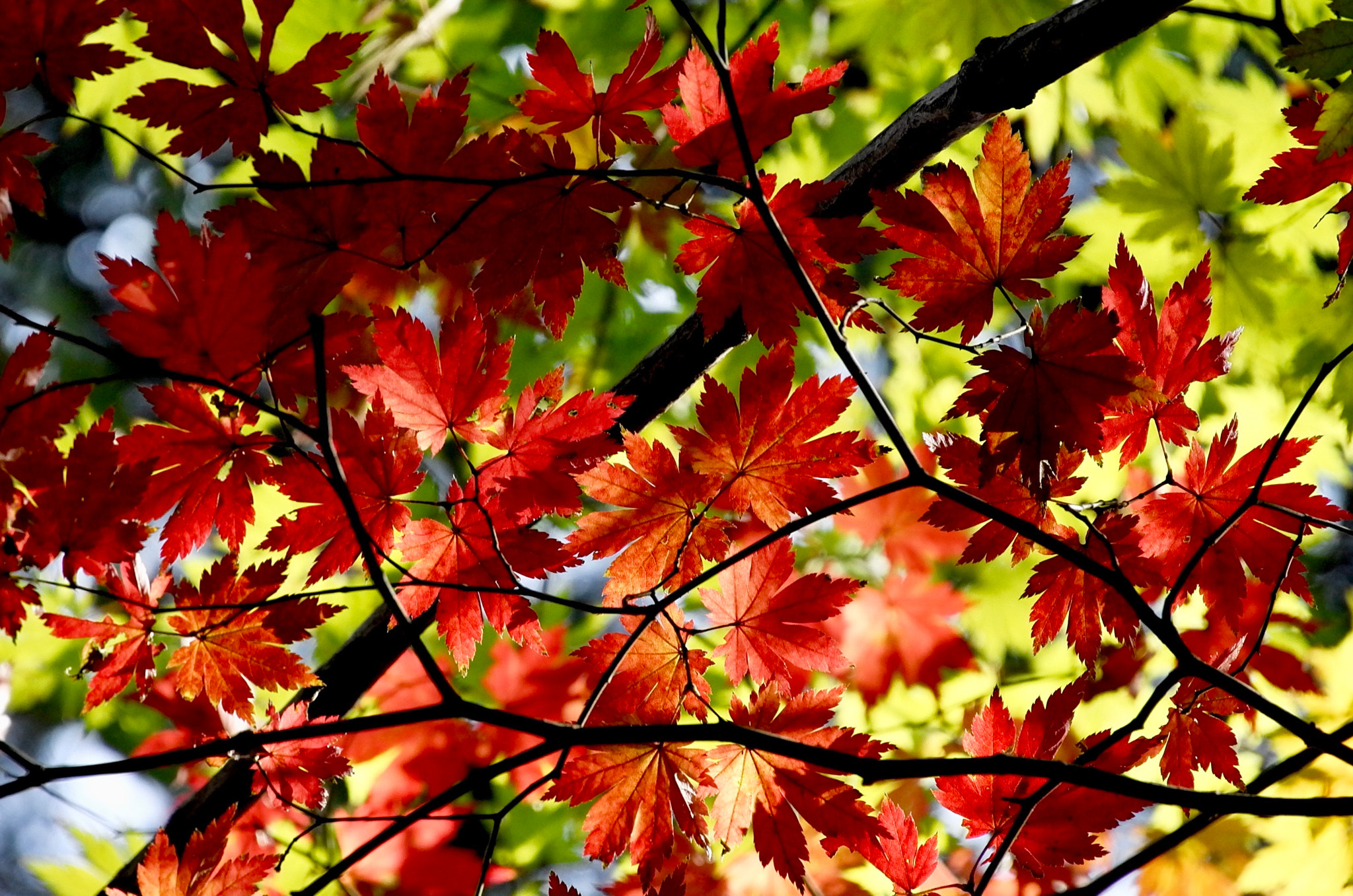 Leica T (Typ 701) sample photo. Autumn color variation photography