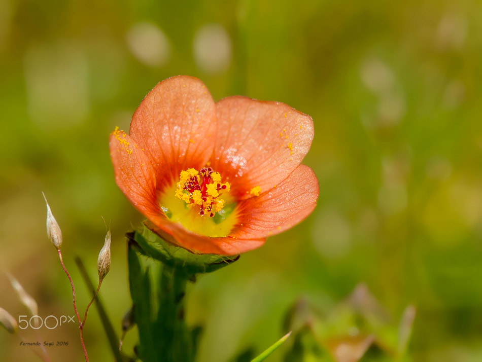 Nikon AF-S DX Micro-Nikkor 85mm F3.5G ED VR sample photo. Wild flower photography