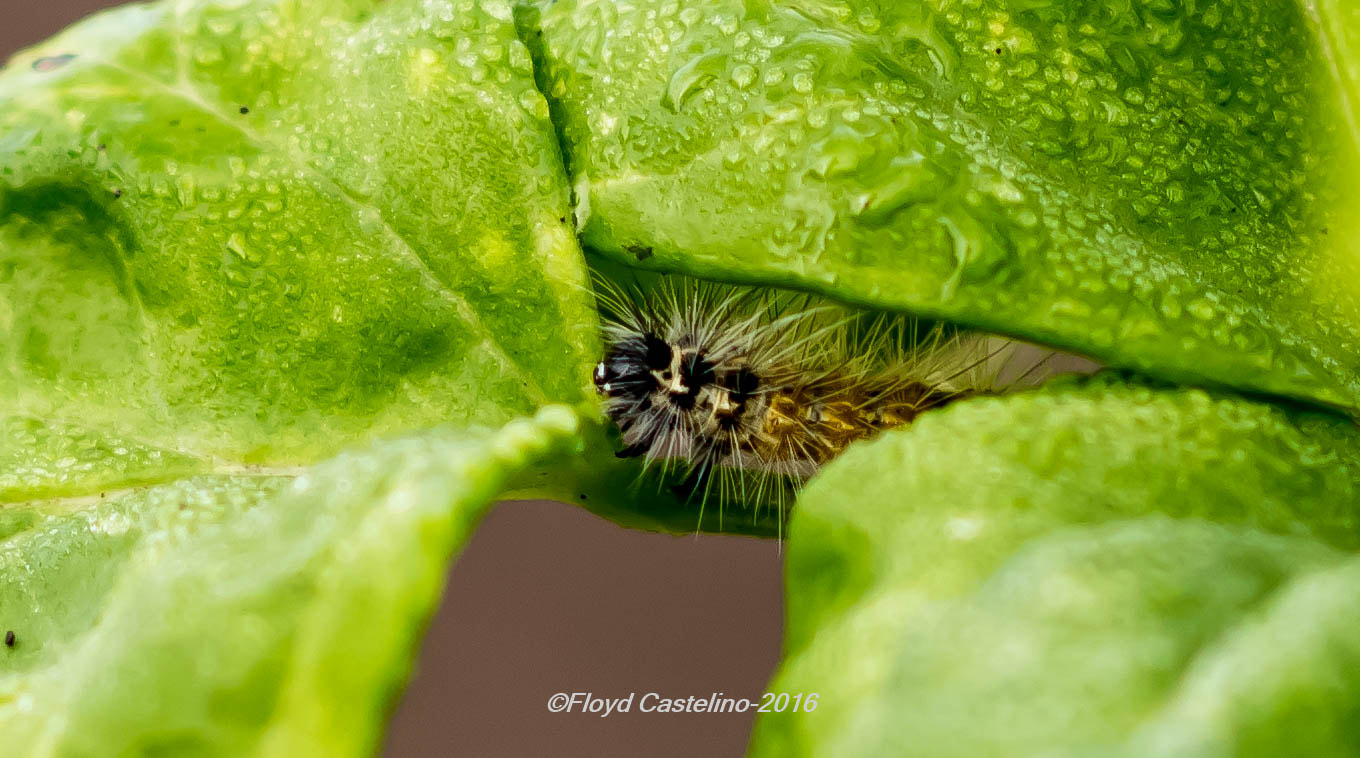 Nikon D5500 + Nikon AF-S Nikkor 85mm F1.8G sample photo. Caterpillar braving the early morning dew photography