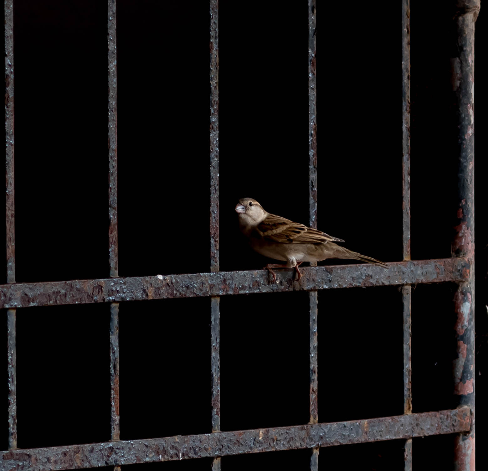 Nikon D5500 sample photo. Sparrow on the apartment gate photography