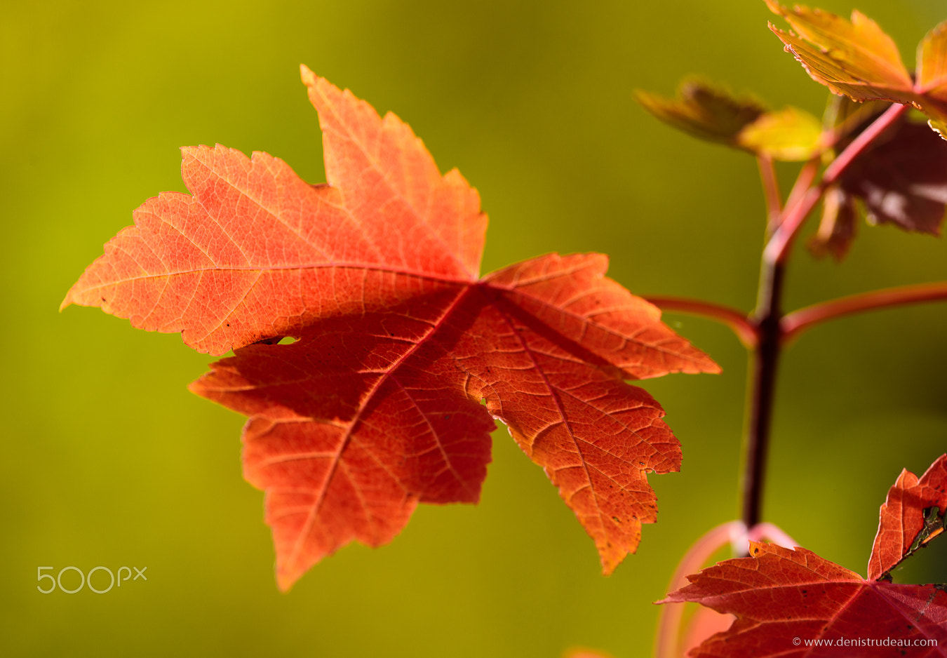 Nikon D810 + Nikon AF-S Nikkor 300mm F4D ED-IF sample photo. Red maple leaf photography