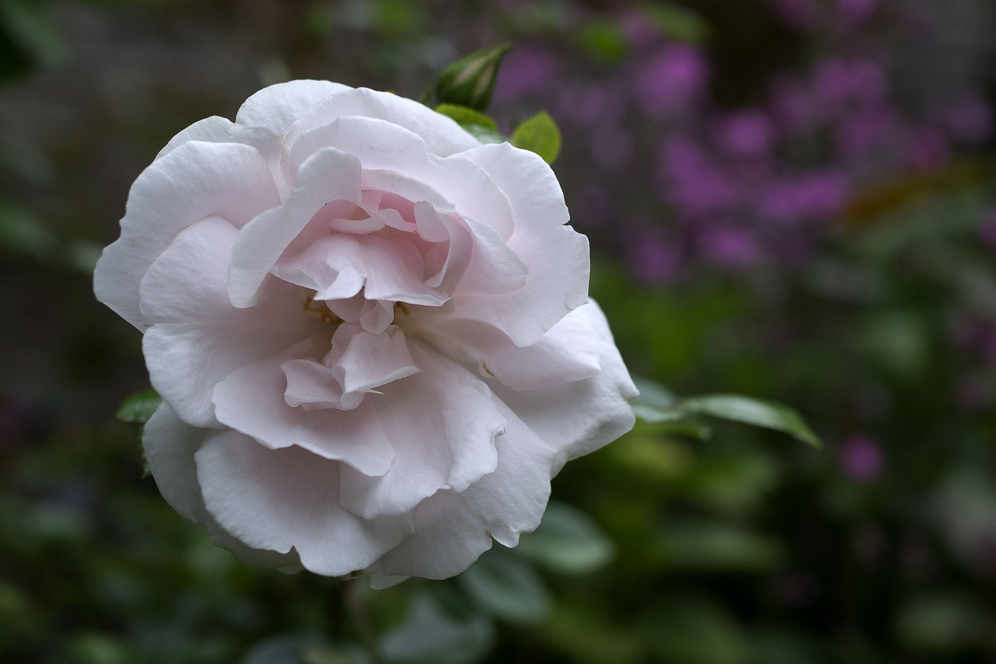 Sony Sonnar T* E 24mm F1.8 ZA sample photo. Rose photography