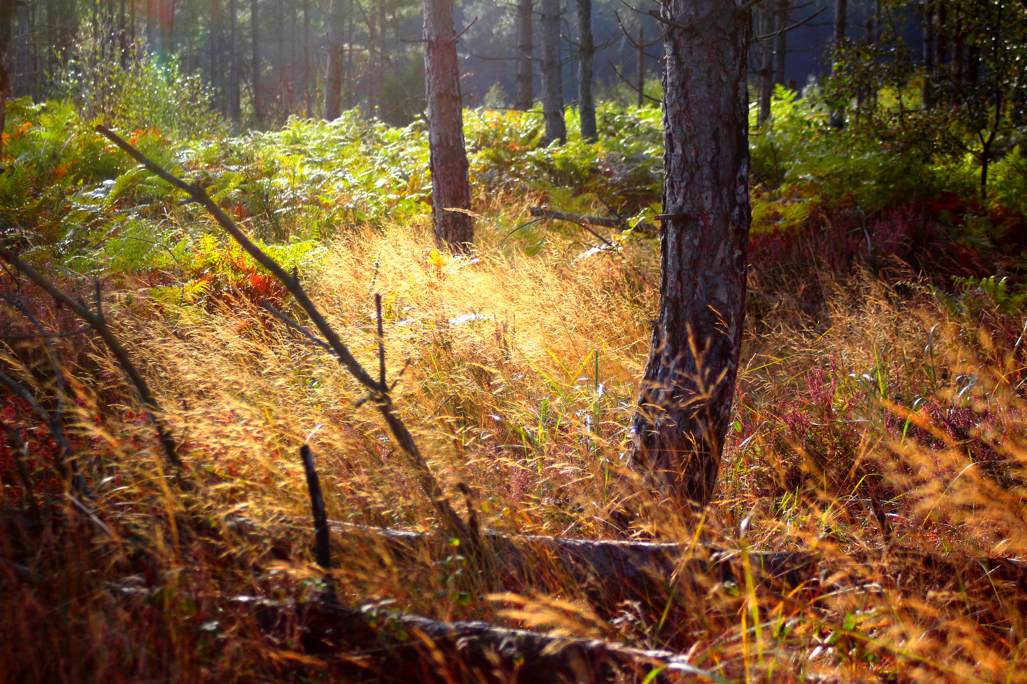 Canon EF 28-90mm f/4-5.6 sample photo. Forêt  d'automne  photography