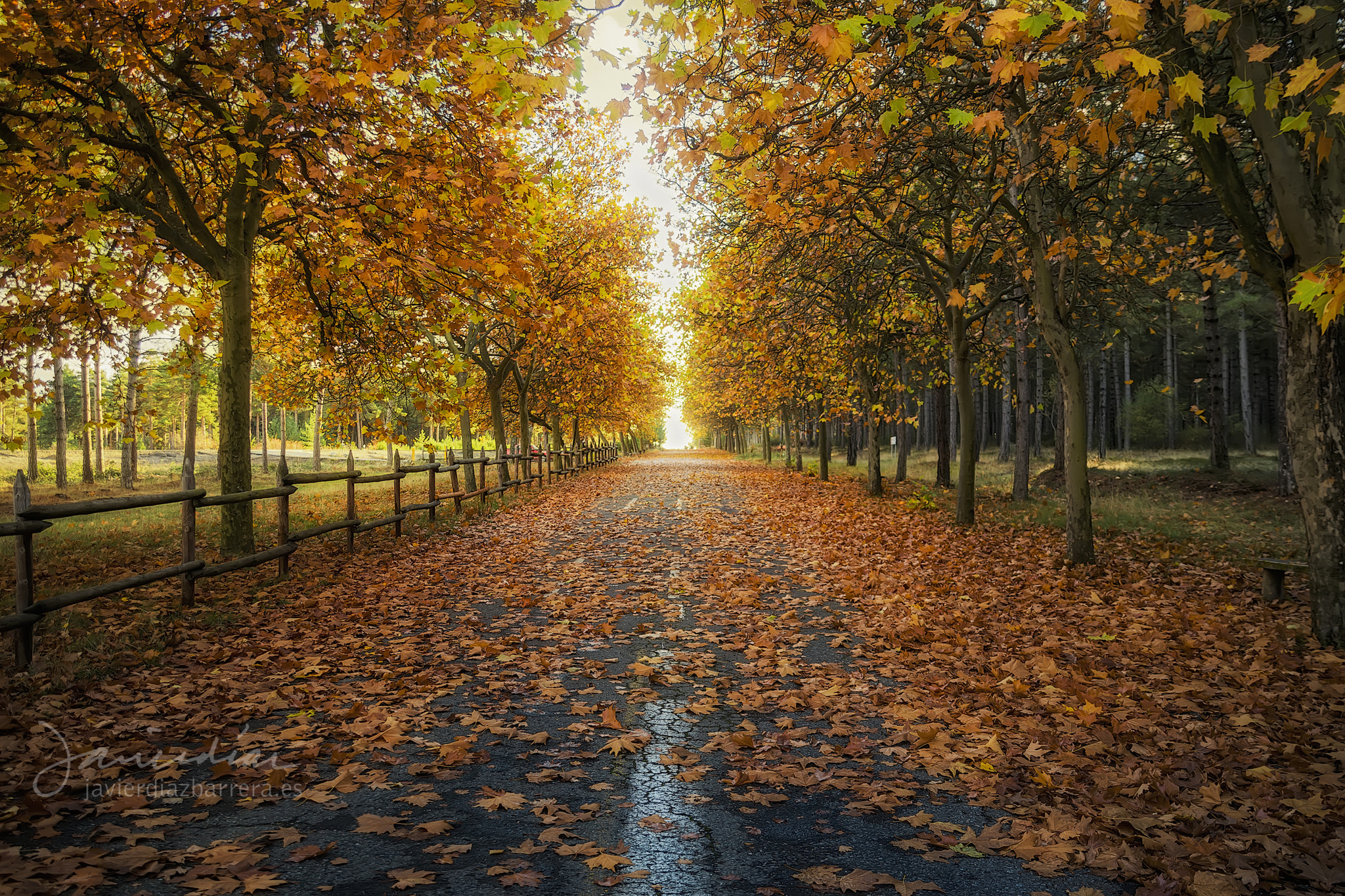 Minolta AF 24-85mm F3.5-4.5 [New] sample photo. Autumnal carpet photography