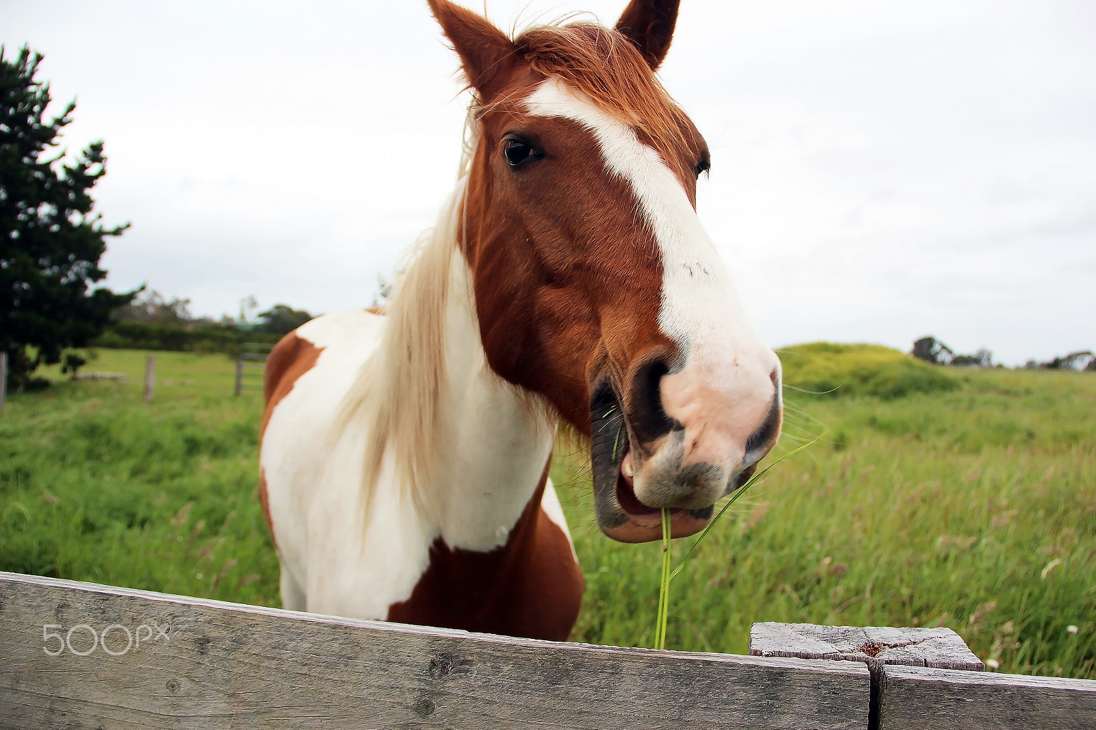Canon EOS 600D (Rebel EOS T3i / EOS Kiss X5) sample photo. Horse life photography