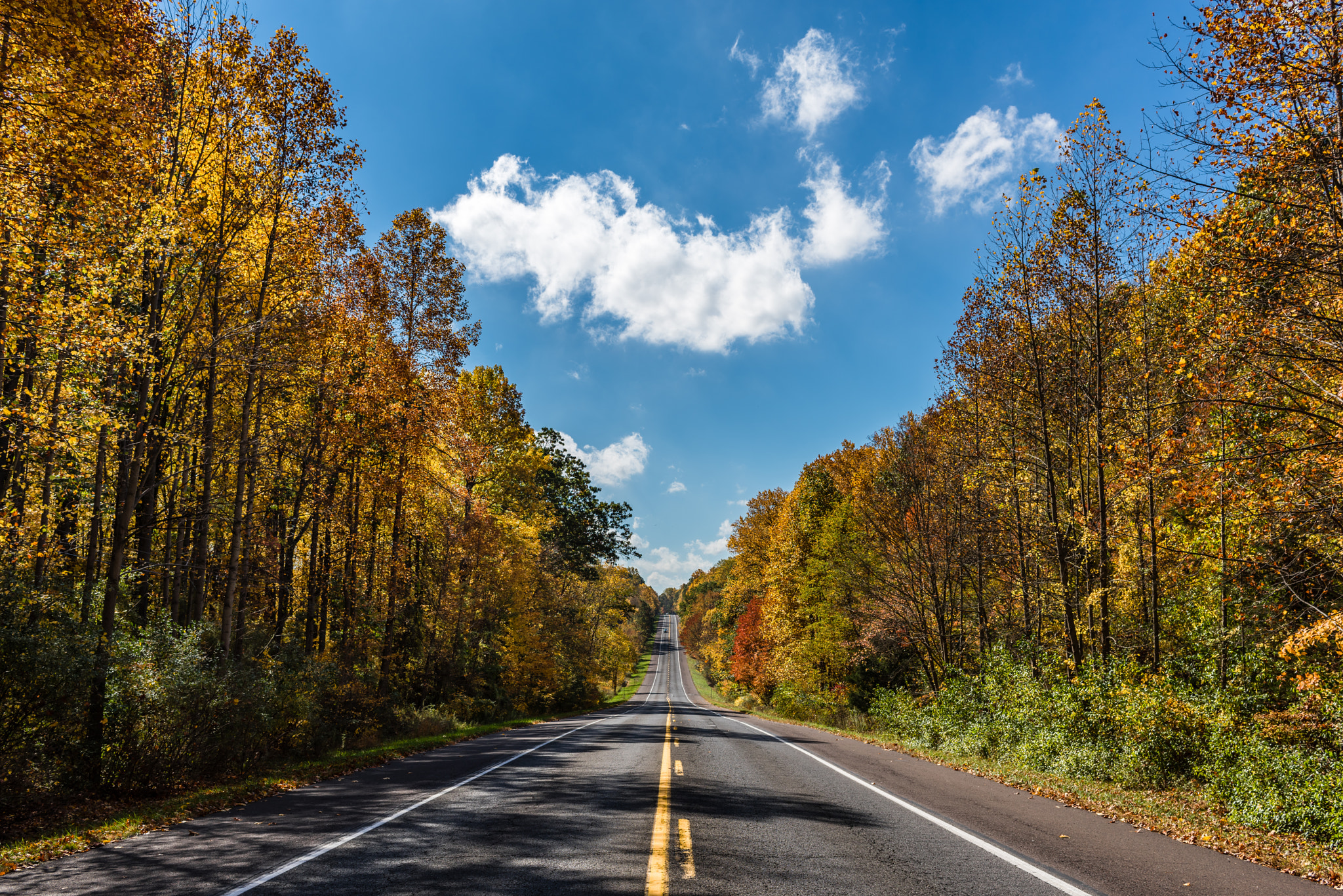 Nikon D810 sample photo. An autumn road photography