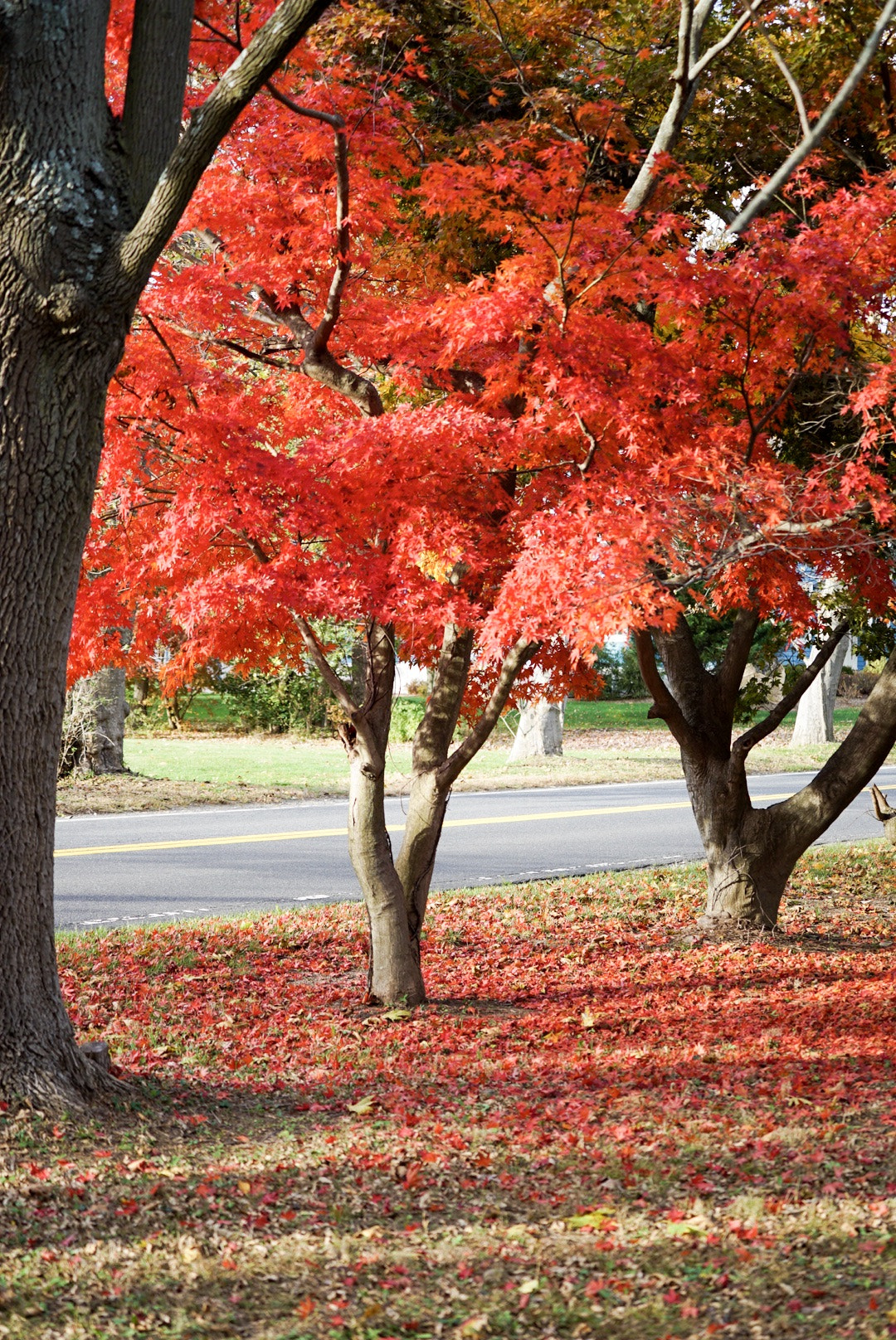 Sony a7S sample photo. Peak leaf in nj. photography