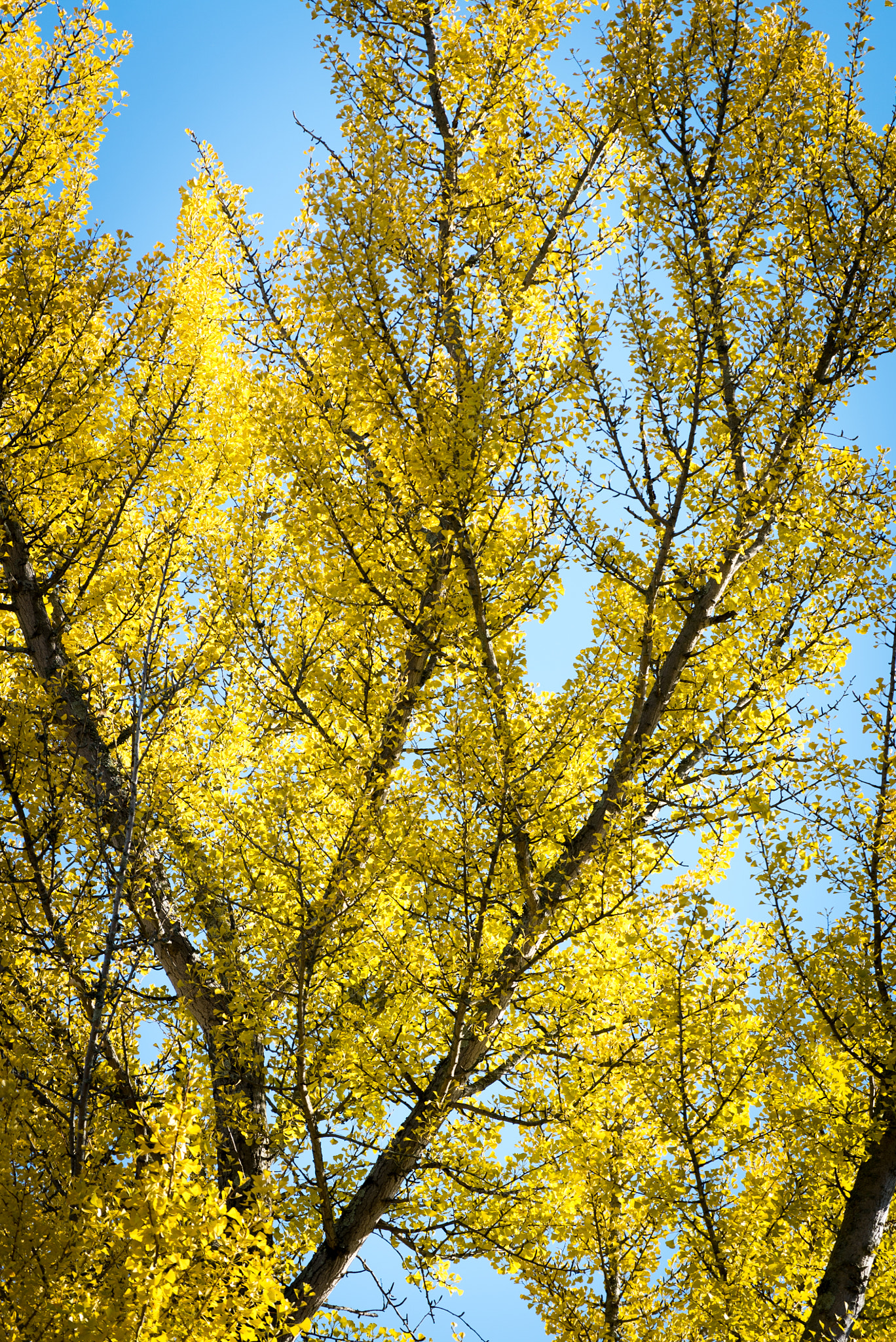 Sony a7S + Sony FE 70-200mm F4 G OSS sample photo. Winter is coming. photography