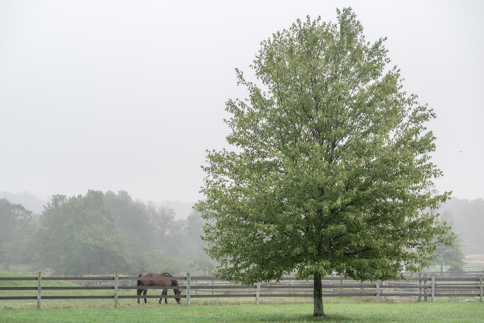 Nikon D810 + Zeiss Milvus 85mm f/1.4 sample photo. Grazing in the fog photography