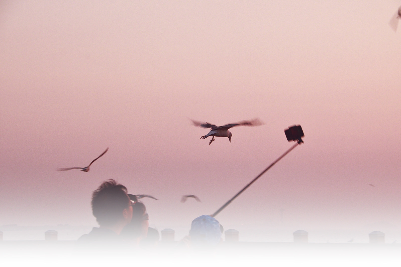 Canon EOS 750D (EOS Rebel T6i / EOS Kiss X8i) sample photo. With a seagull photography
