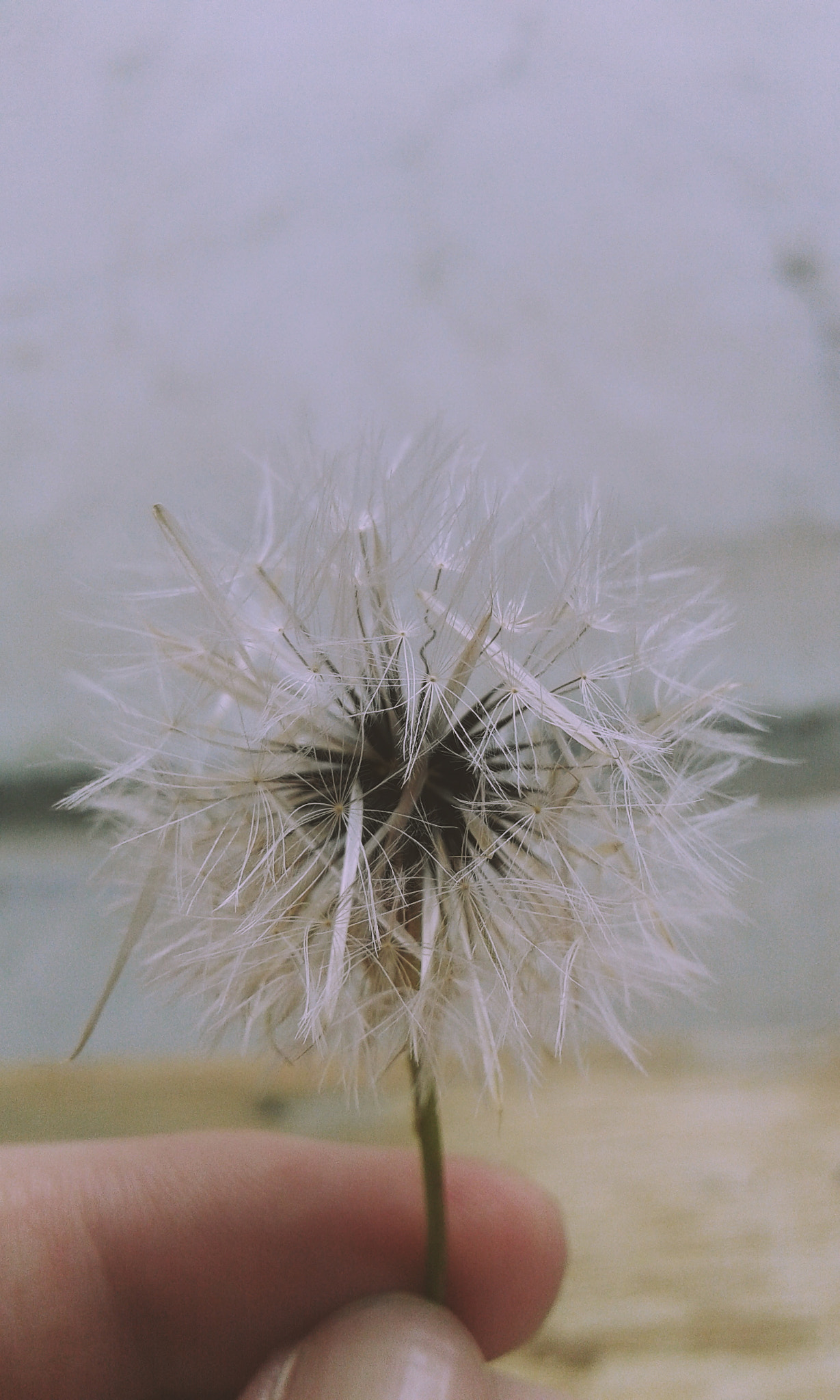 Samsung Galaxy Grand Neo sample photo