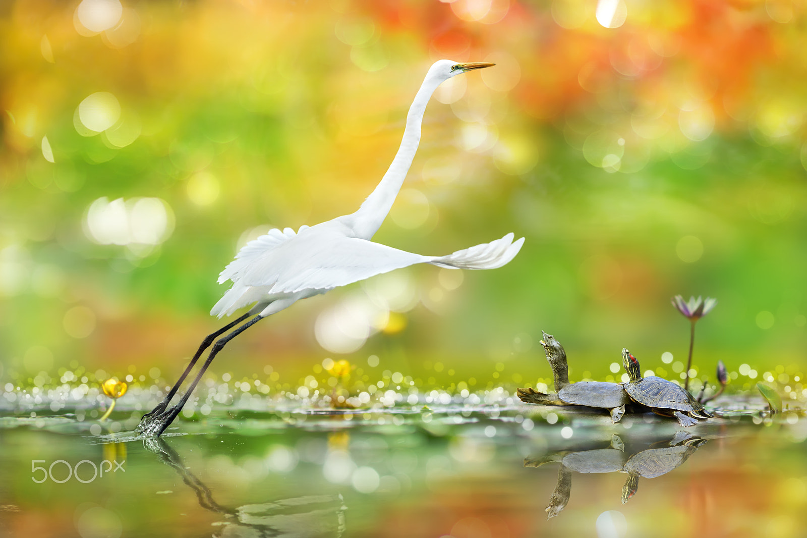 Sony Sonnar T* 135mm F1.8 ZA sample photo. ～spread my wings so wide～ photography