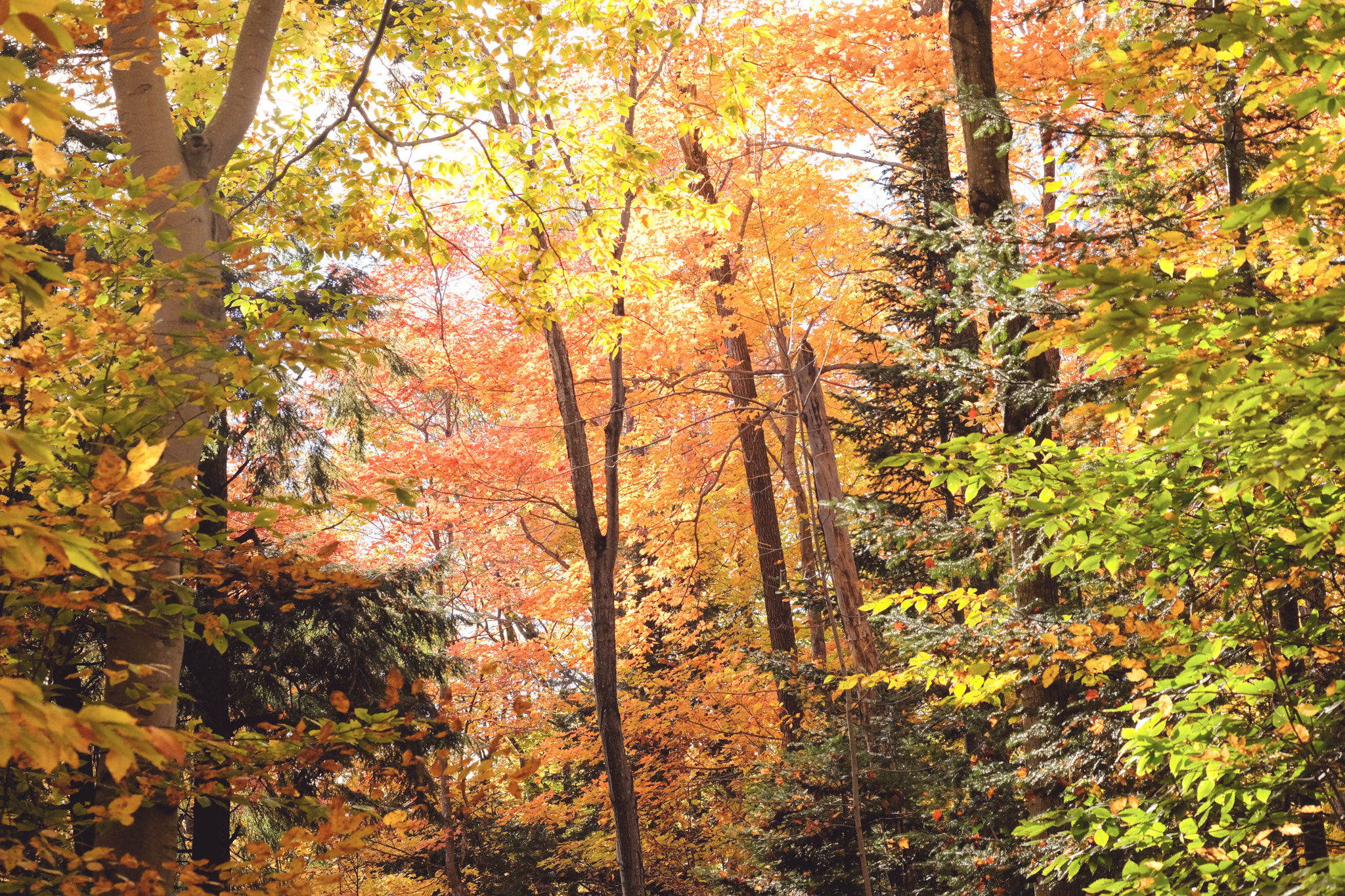 Fujifilm X-T2 + Fujifilm XF 60mm F2.4 R Macro sample photo. Splendour. fall colours at their peak. photography