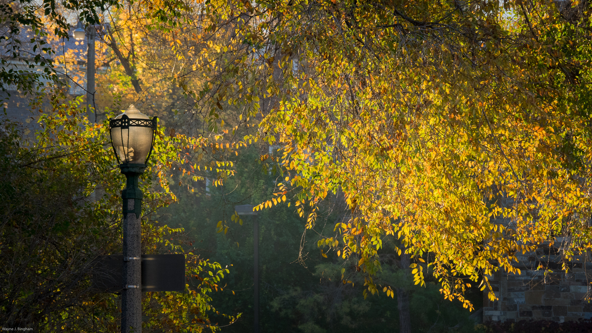Olympus OM-D E-M1 sample photo. Backlight photography