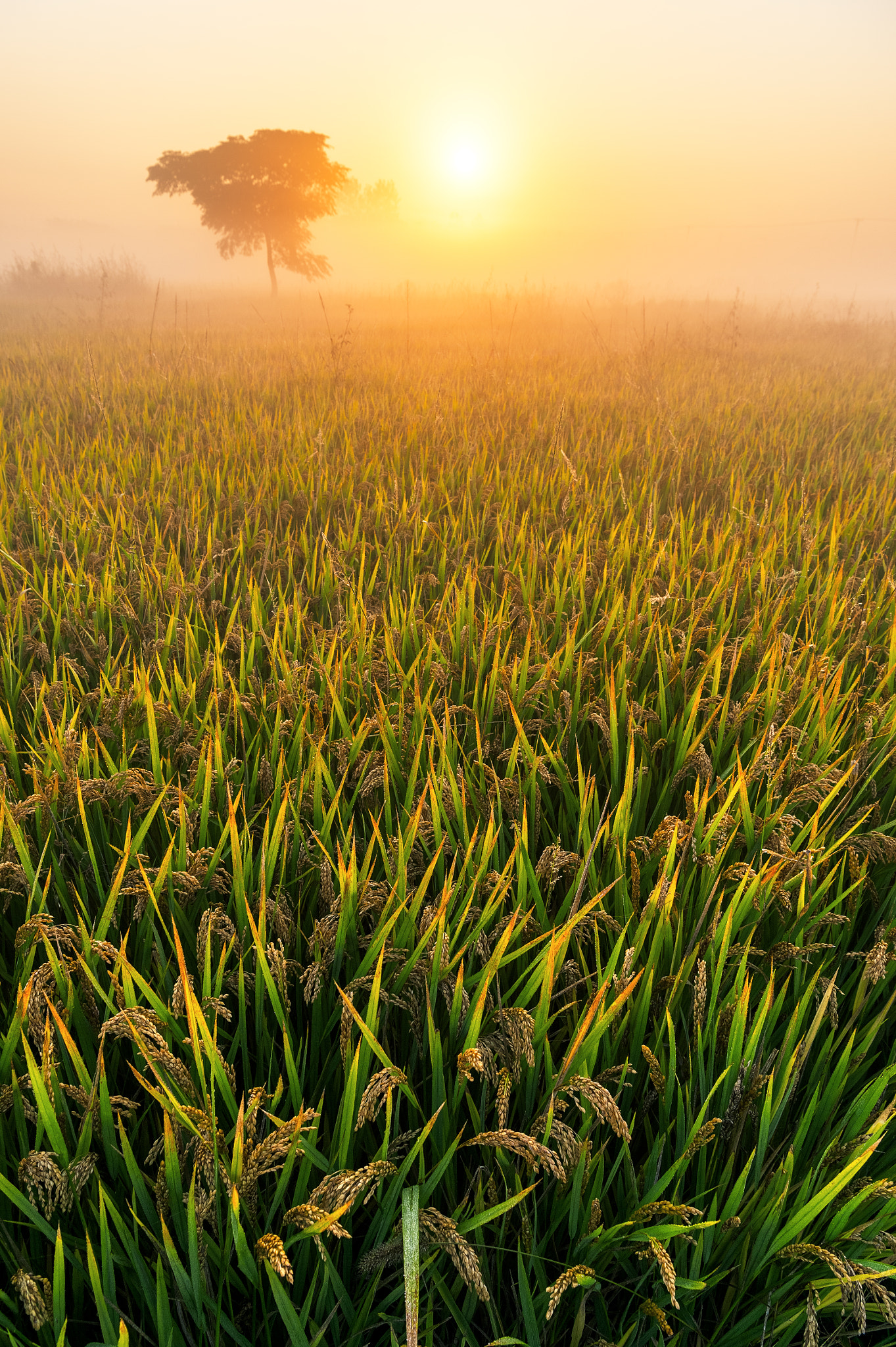 Nikon AF-S Nikkor 24-70mm F2.8E ED VR sample photo. Rice fragrance photography