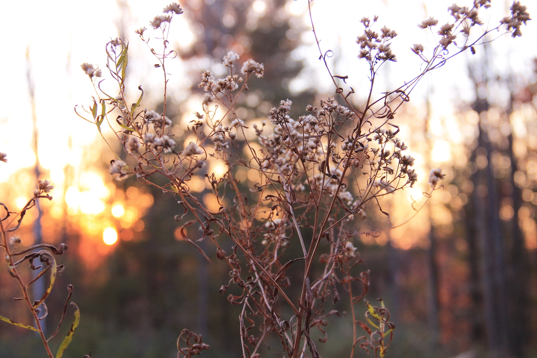 Canon EOS 1100D (EOS Rebel T3 / EOS Kiss X50) sample photo. Goldenrod sunset photography
