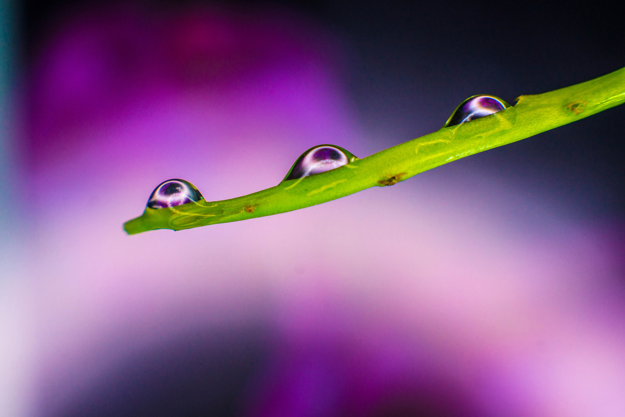 Sony SLT-A77 + Sony DT 50mm F1.8 SAM sample photo. Morning dew photography