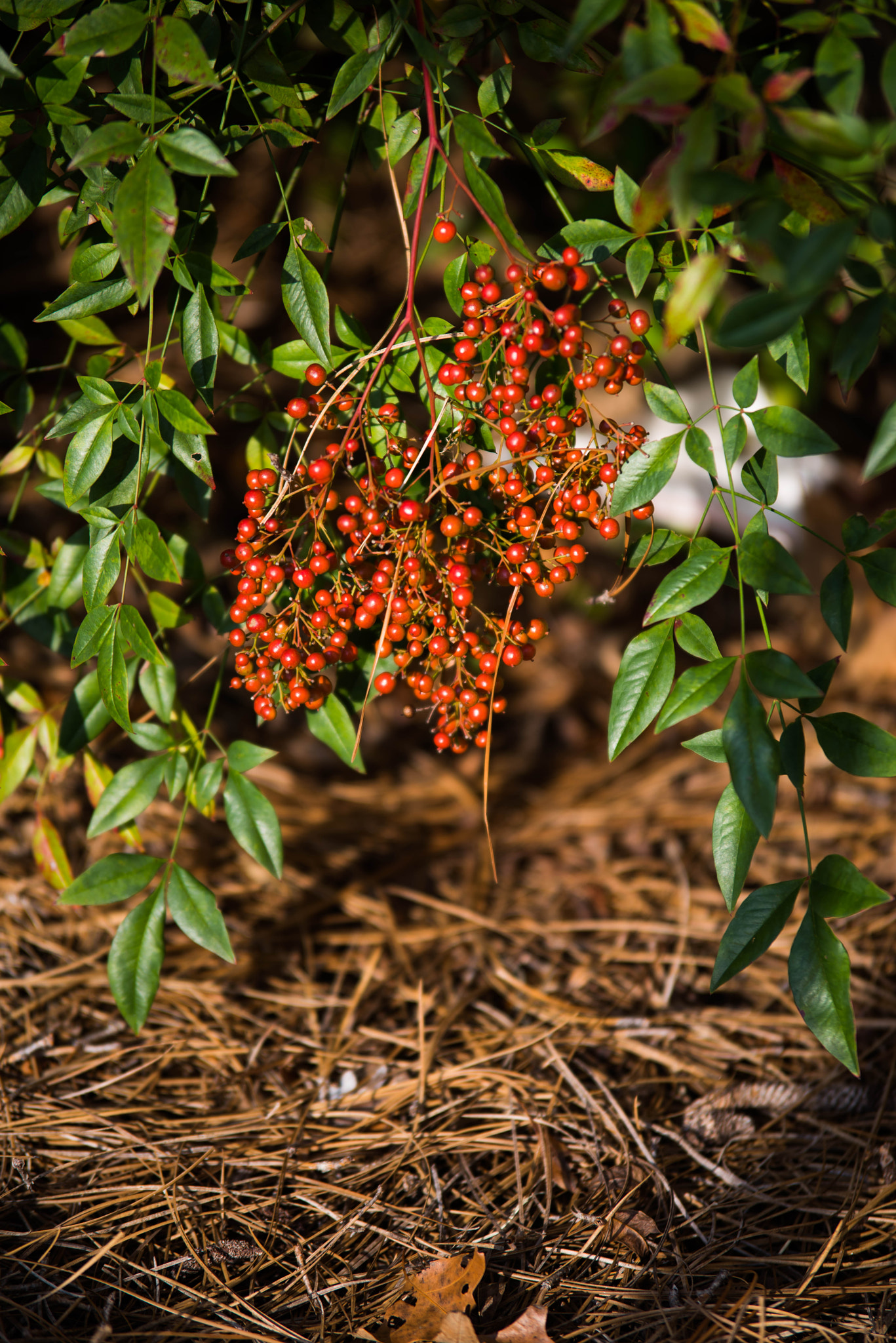 Pentax K-1 sample photo. Photos from life photography