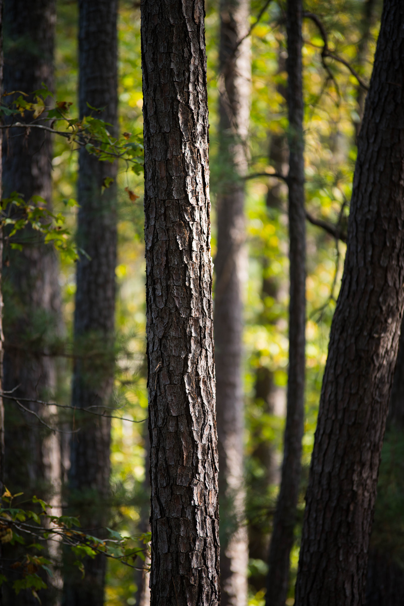 Pentax K-1 sample photo. Photos from life photography