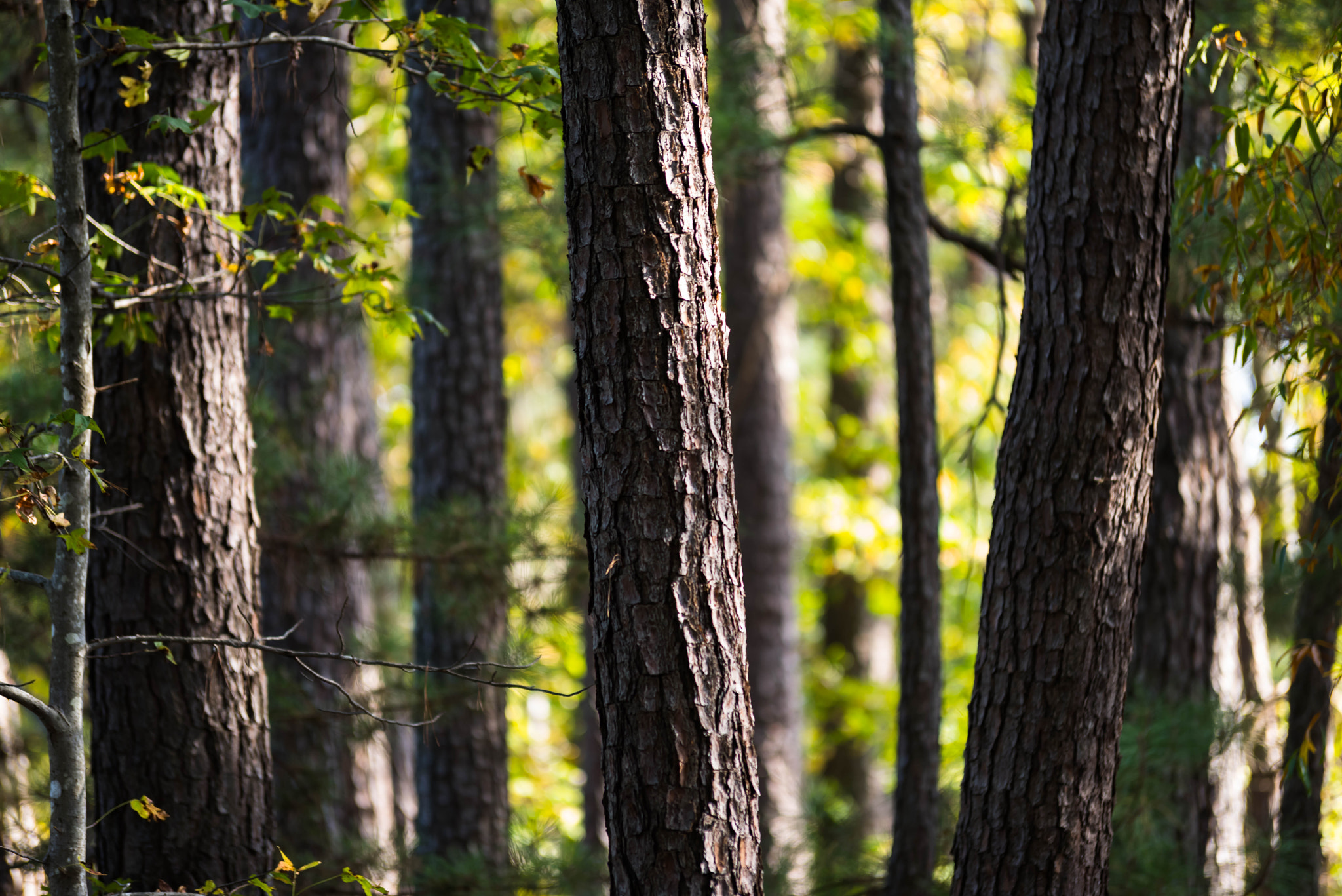 Pentax K-1 sample photo. Photos from life photography