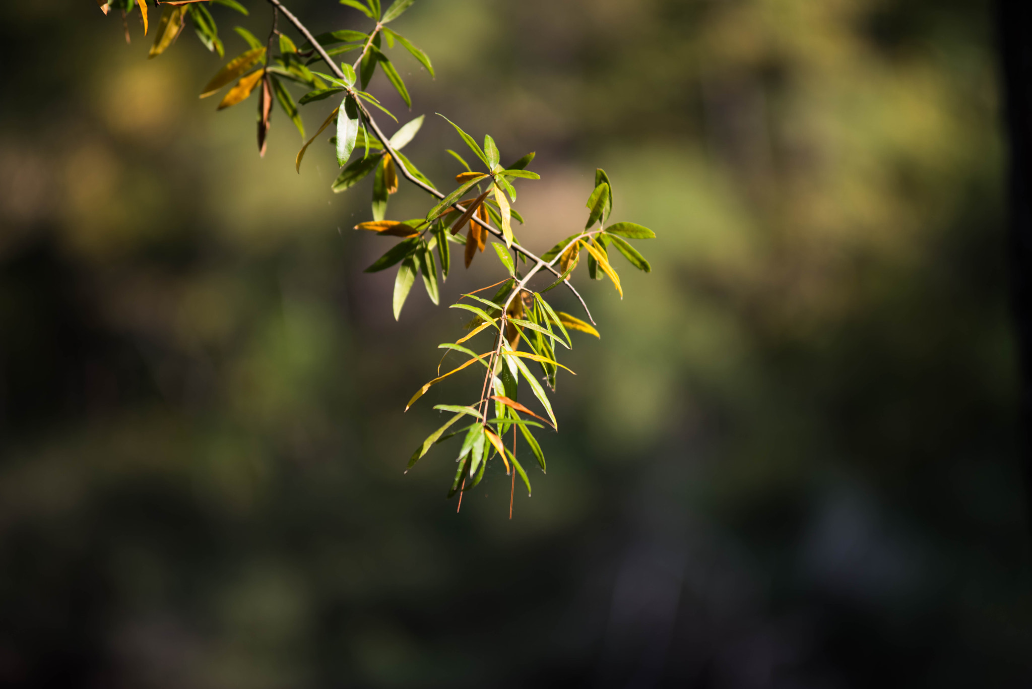 Pentax K-1 sample photo. Photos from life photography