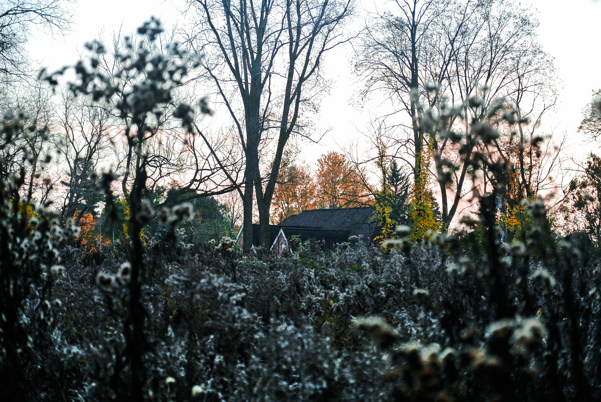 Nikon 1 J1 sample photo. Lonely house in the woods photography
