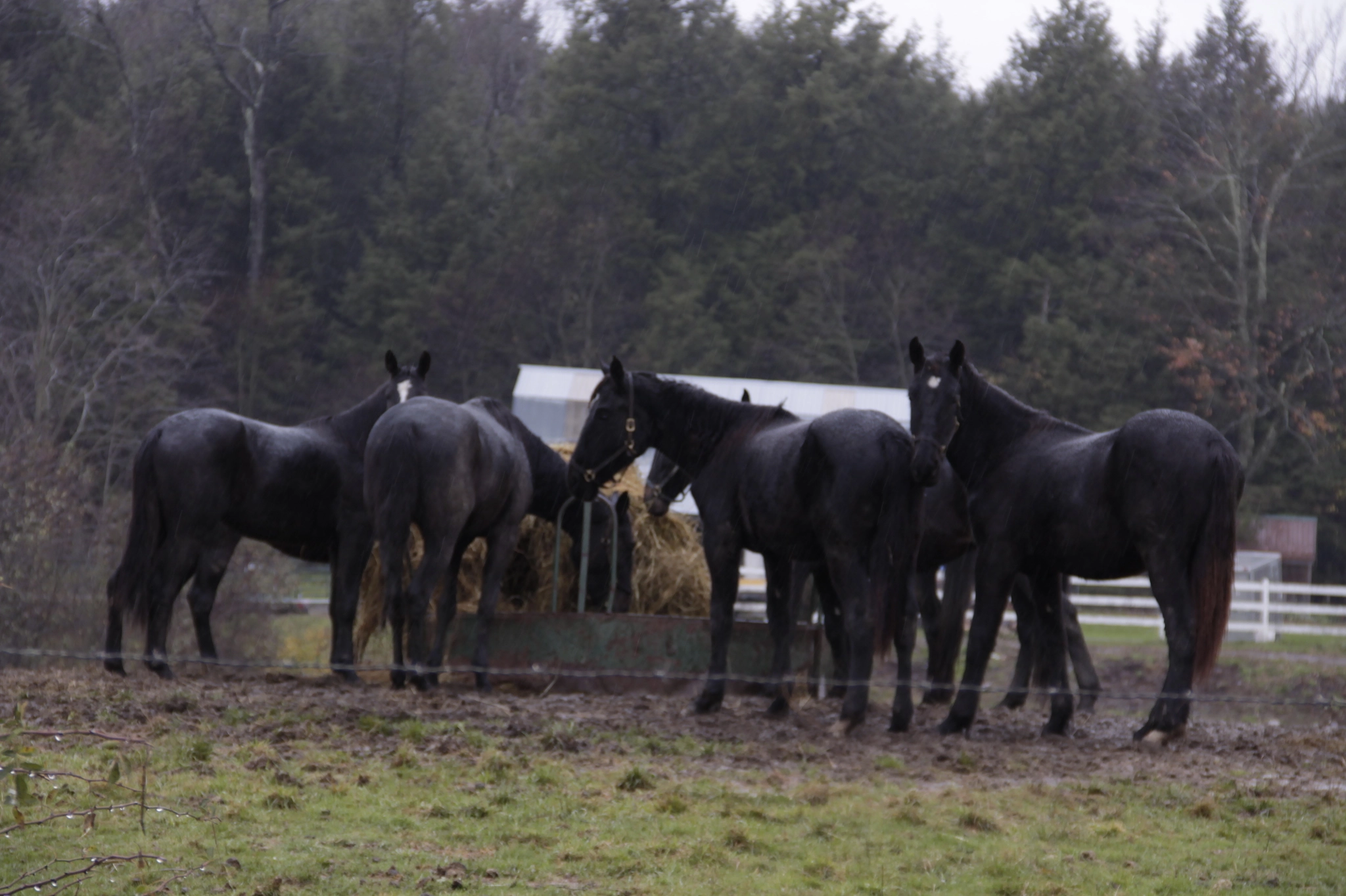 Canon EOS 1100D (EOS Rebel T3 / EOS Kiss X50) sample photo. Washout horses photography