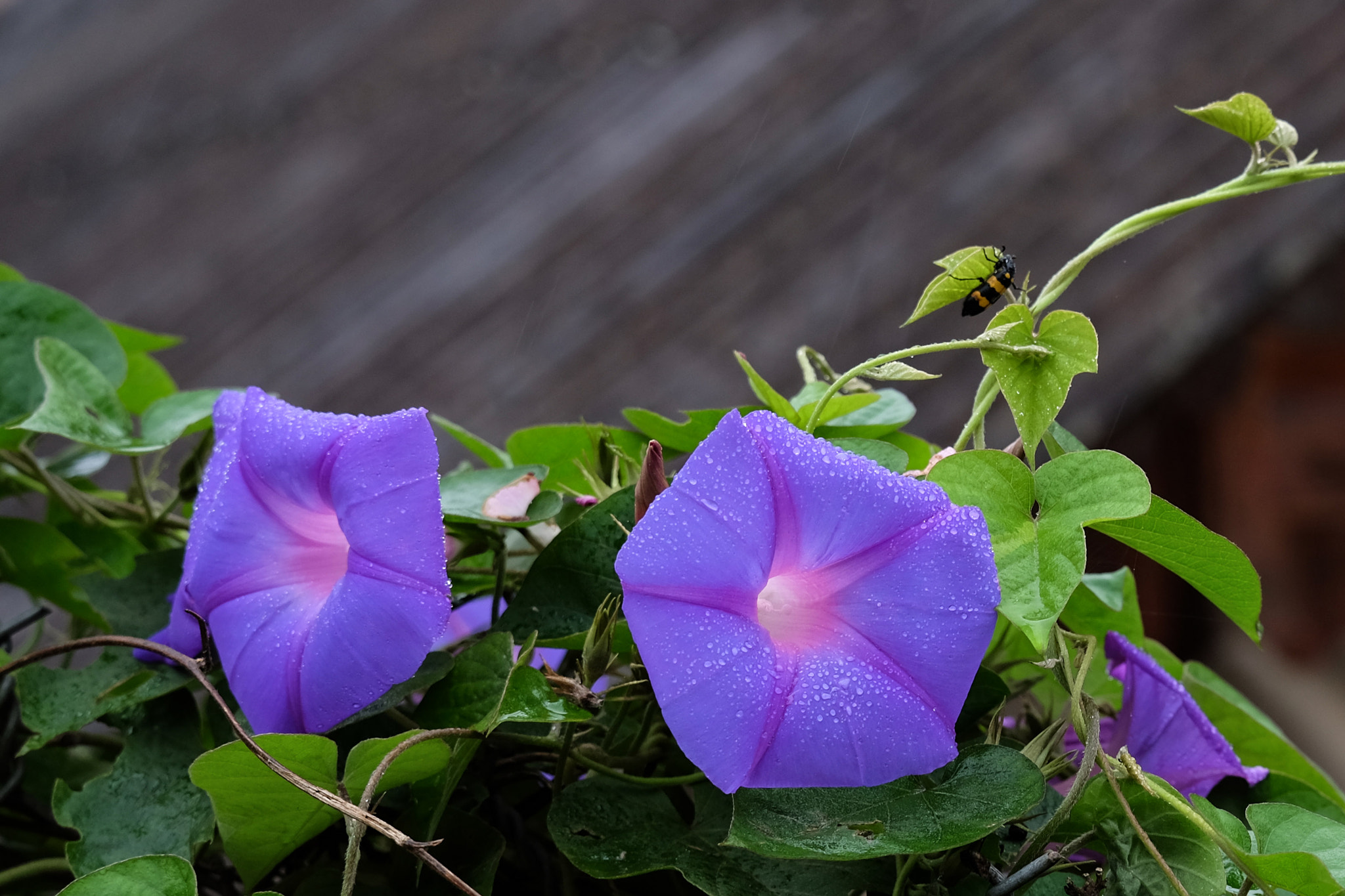 Fujifilm X-E2 + Fujifilm XC 50-230mm F4.5-6.7 OIS II sample photo. Sapa - flowers and bug photography