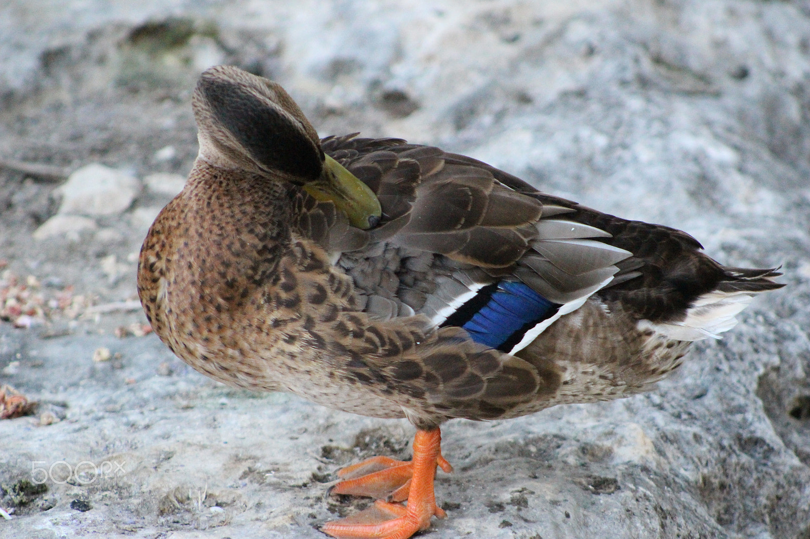 Canon EOS 100D (EOS Rebel SL1 / EOS Kiss X7) + EF75-300mm f/4-5.6 sample photo. Duck photography