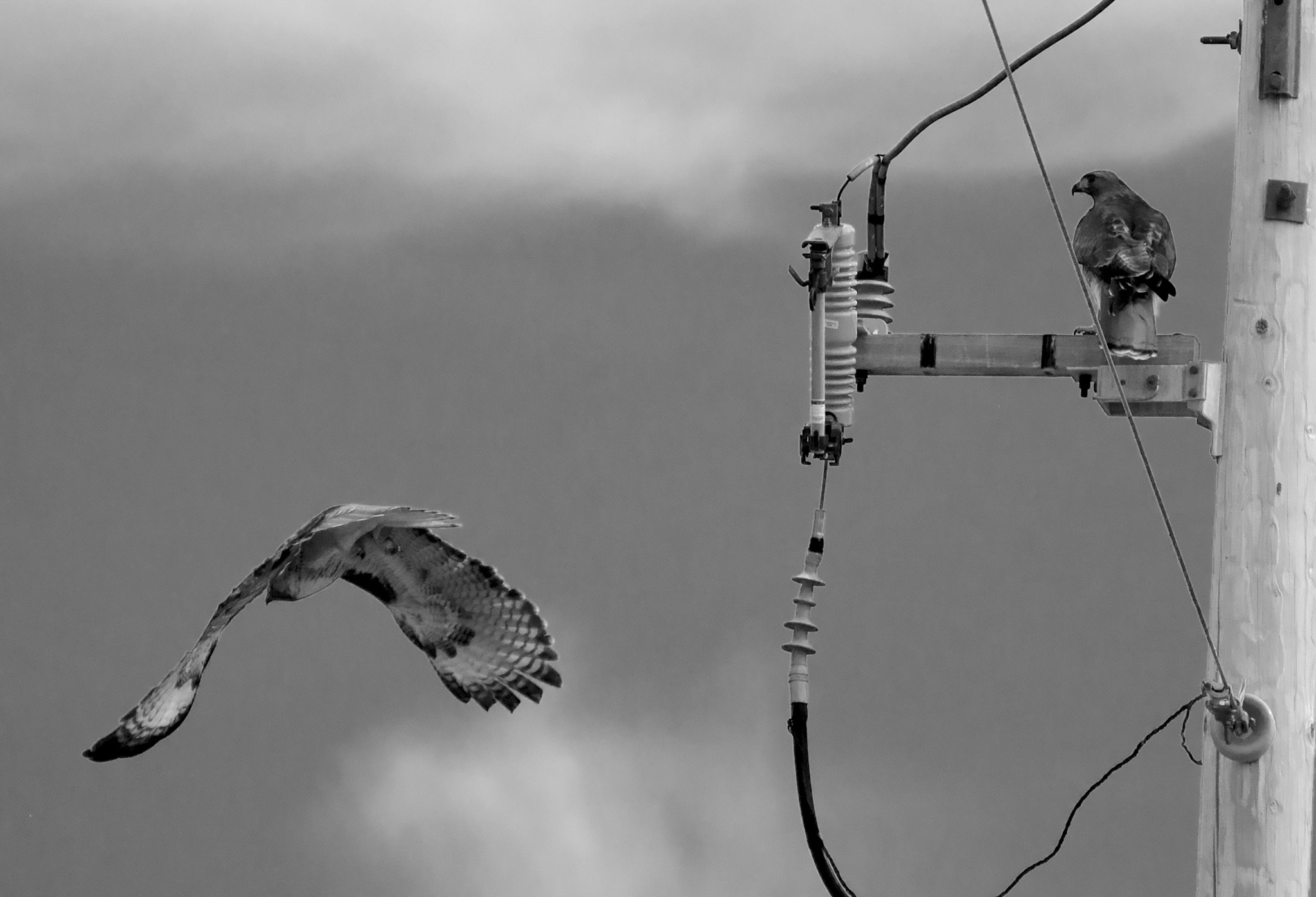 Nikon D5000 sample photo. Red tailed hawks photography