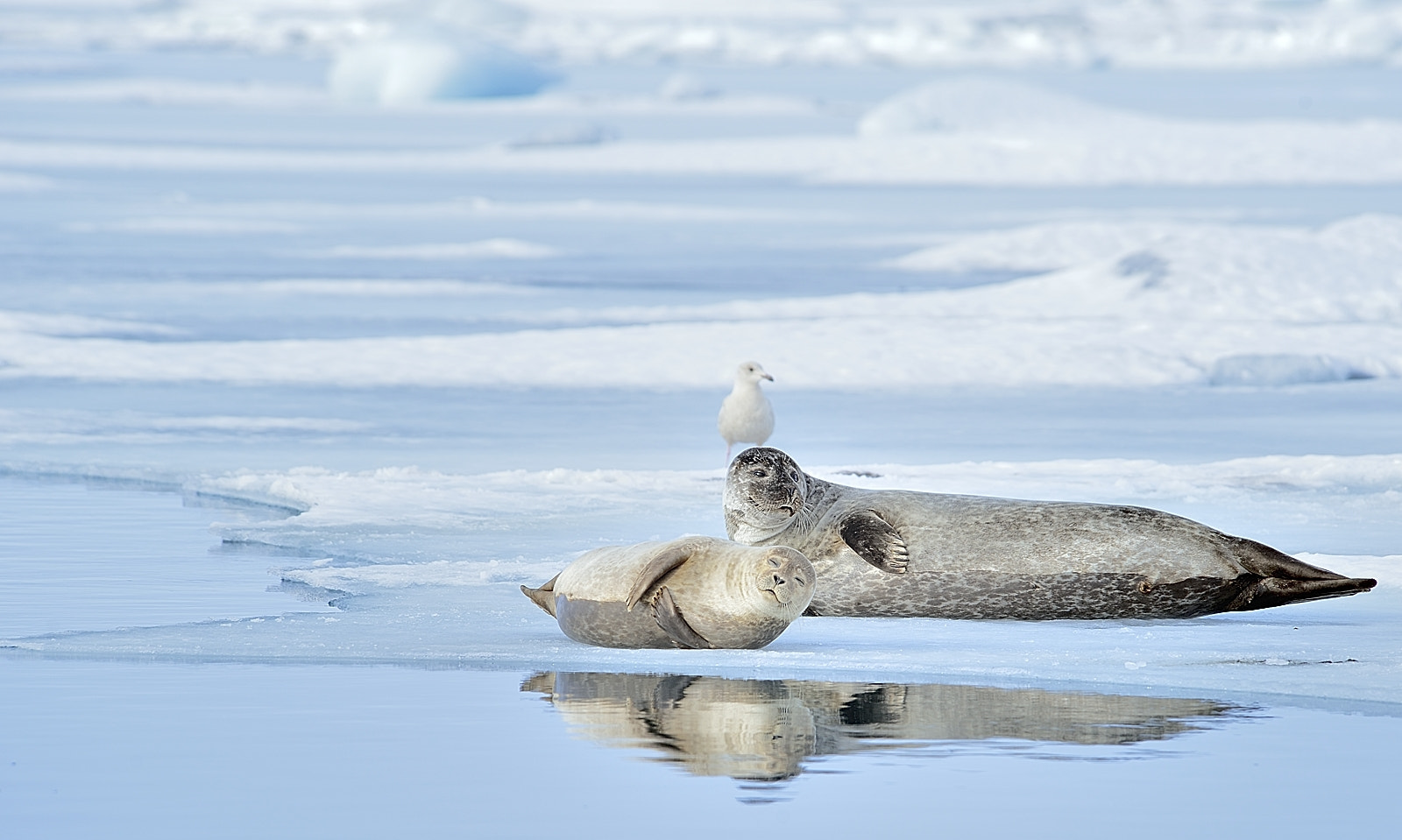 Nikon D800E sample photo. Seals photography