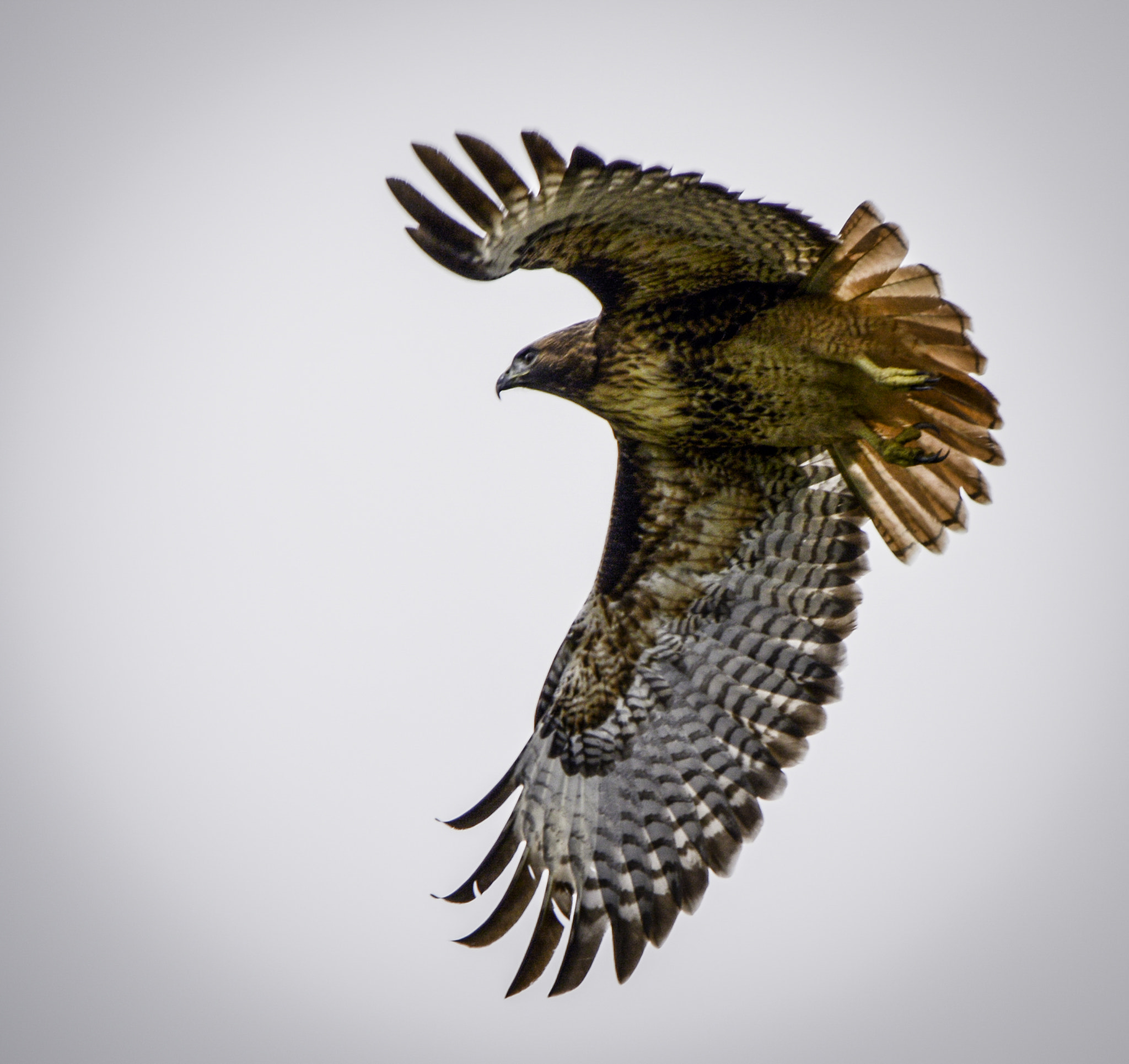 Nikon D600 sample photo. Red-tailed hawk photography