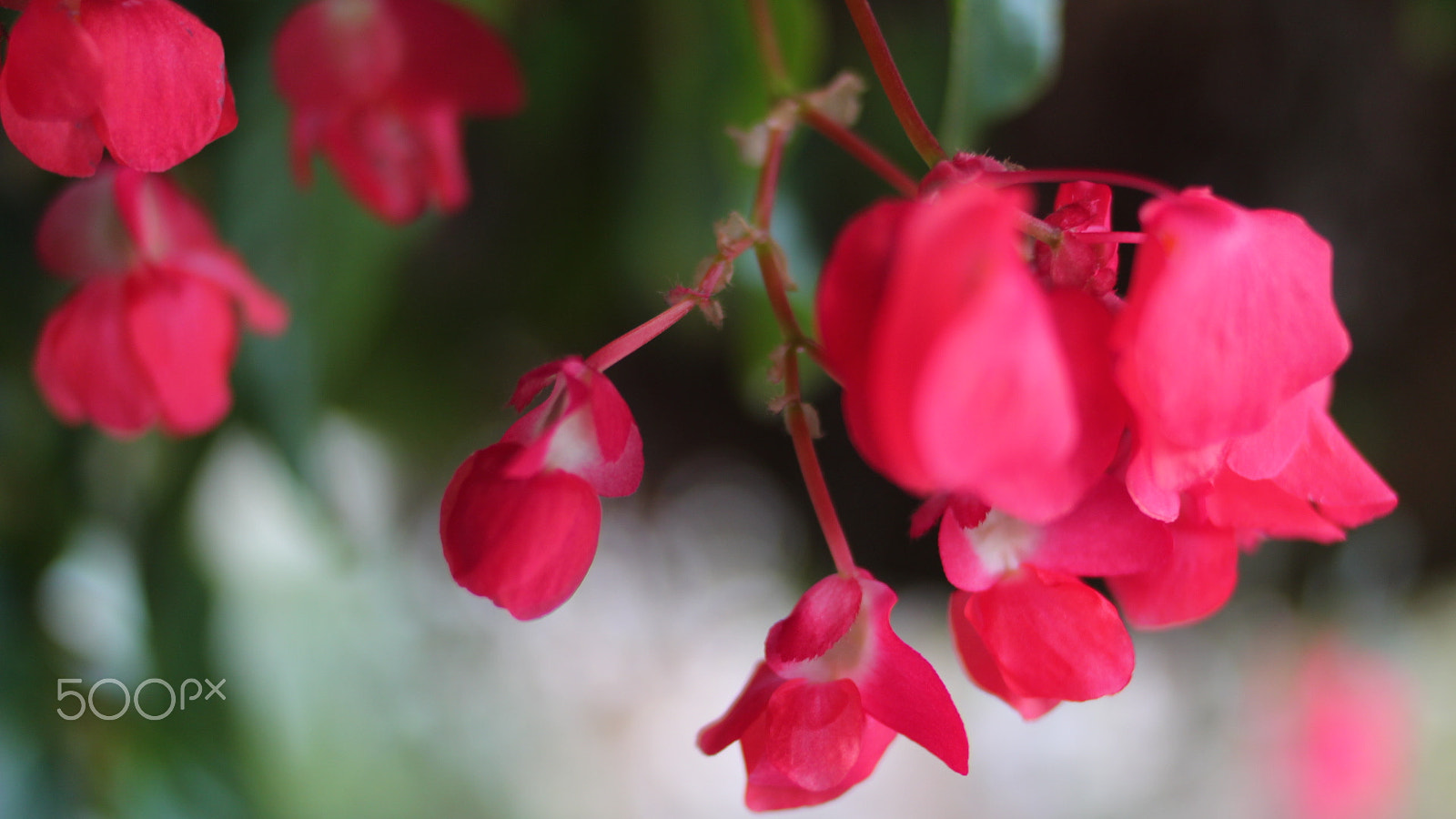 Canon EOS 1300D (EOS Rebel T6 / EOS Kiss X80) + Canon EF 35mm F2 sample photo. Flower power photography