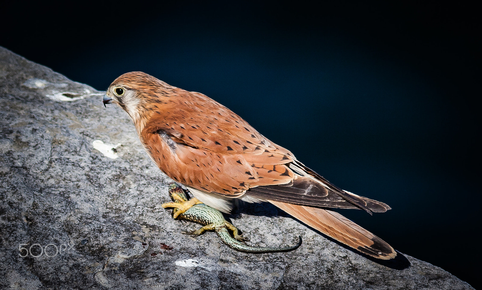 Canon EF 300mm F4L IS USM sample photo. Common kestrel photography