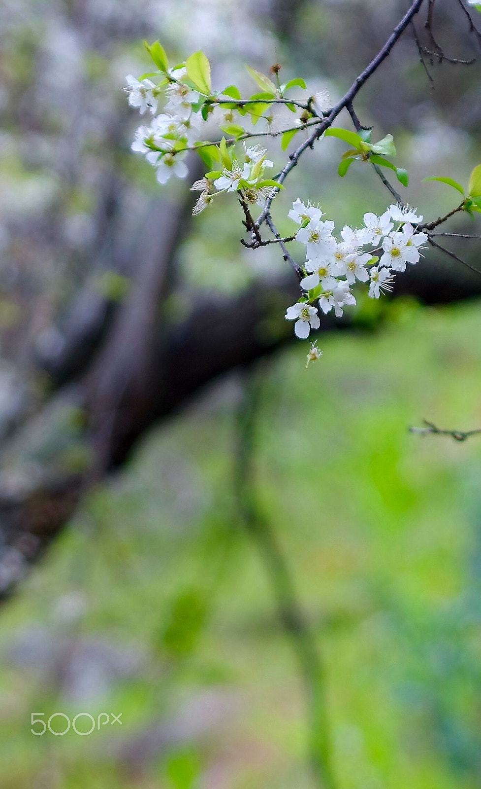 Pentax smc DA* 60-250mm F4.0 ED (IF) SDM sample photo. Spring photography
