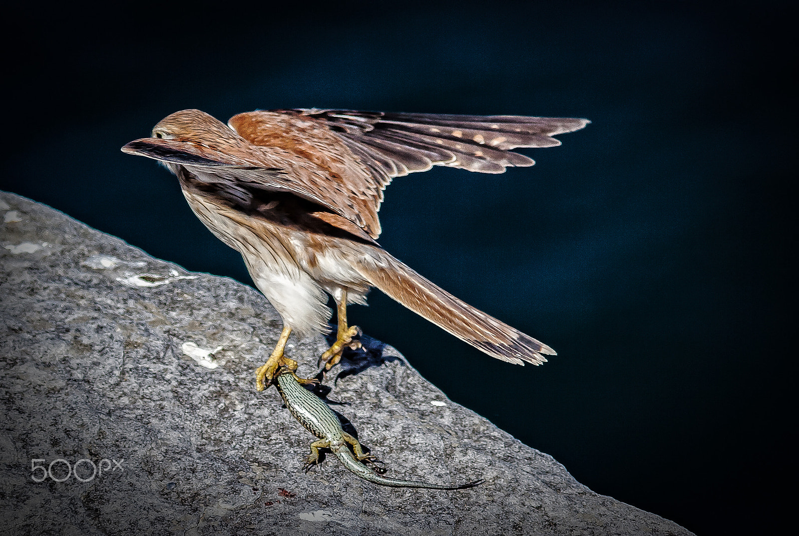 Canon EF 300mm F4L IS USM sample photo. Kestrel 2 photography