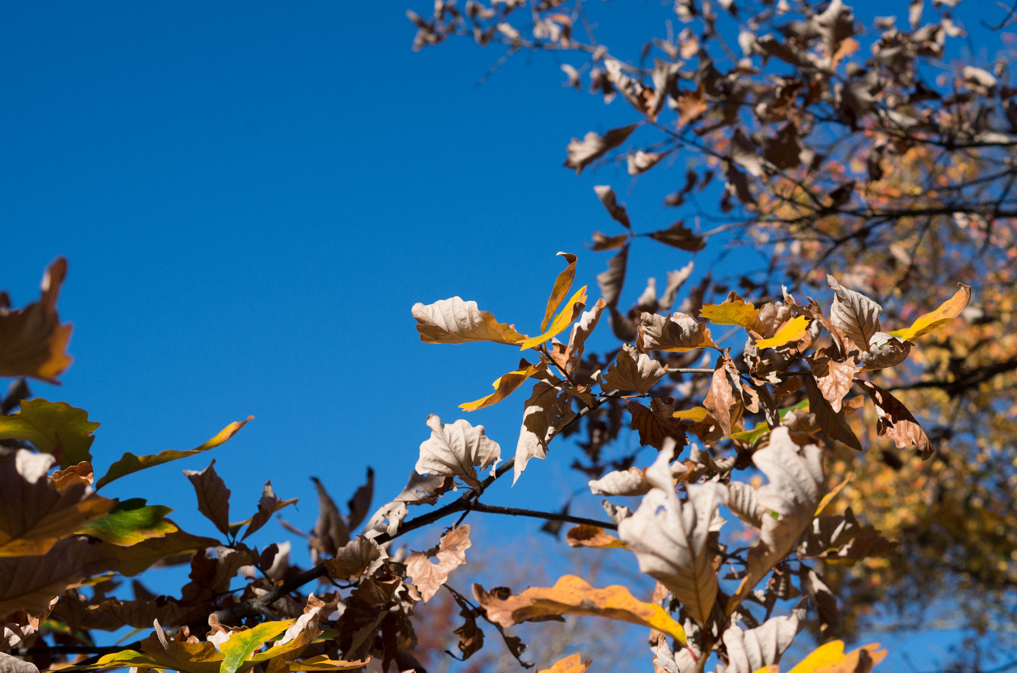 Pentax K-50 sample photo. Blue photography