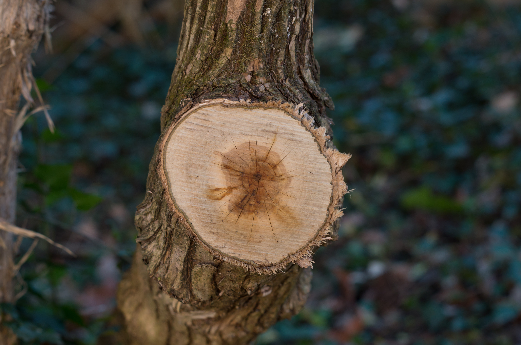 Pentax K-50 sample photo. Stump photography