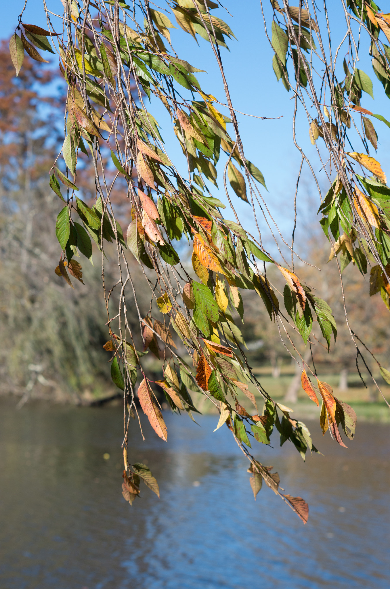 Pentax K-50 sample photo. Duck pond photography