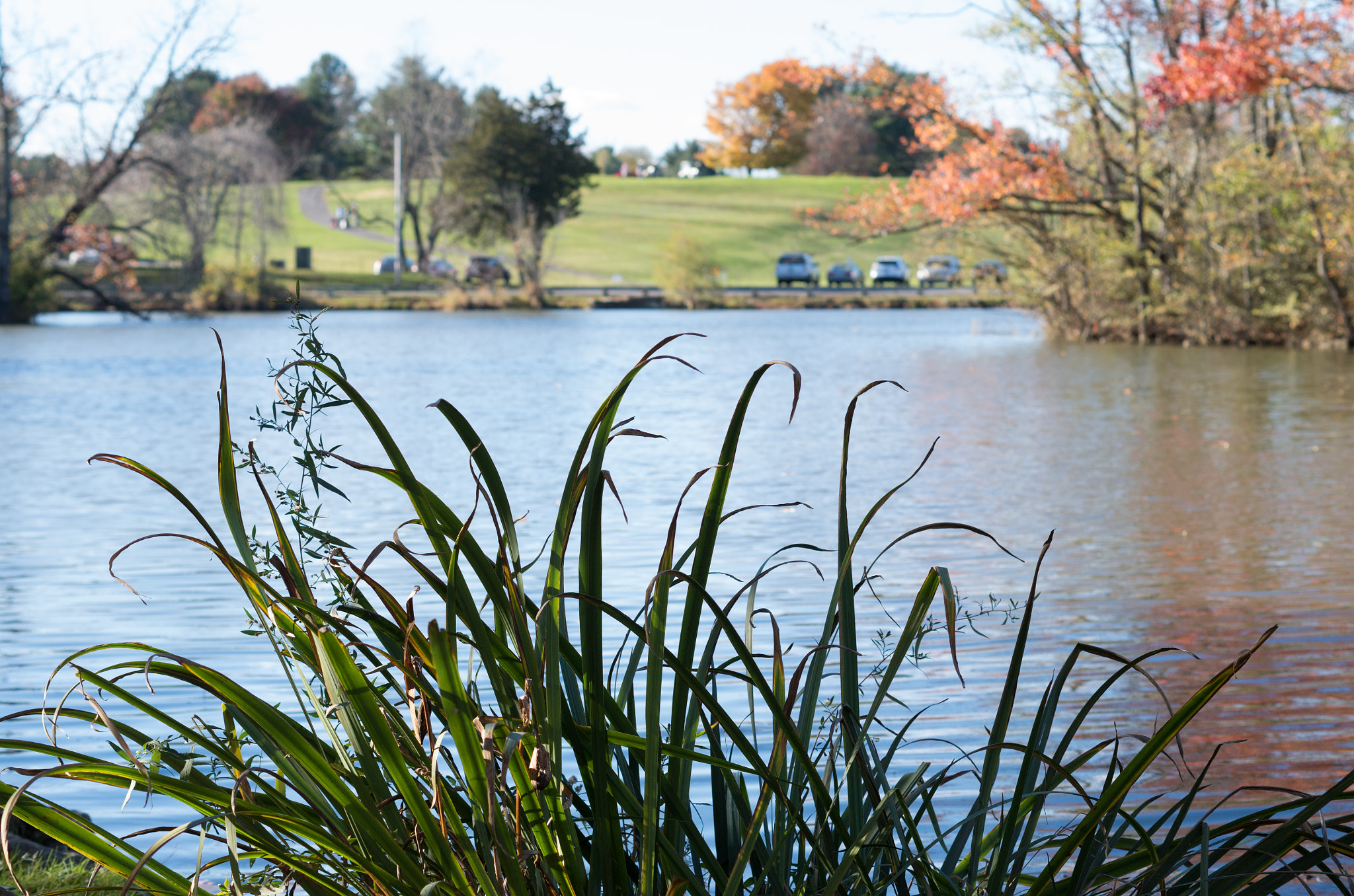 Pentax K-50 sample photo. Duck pond photography