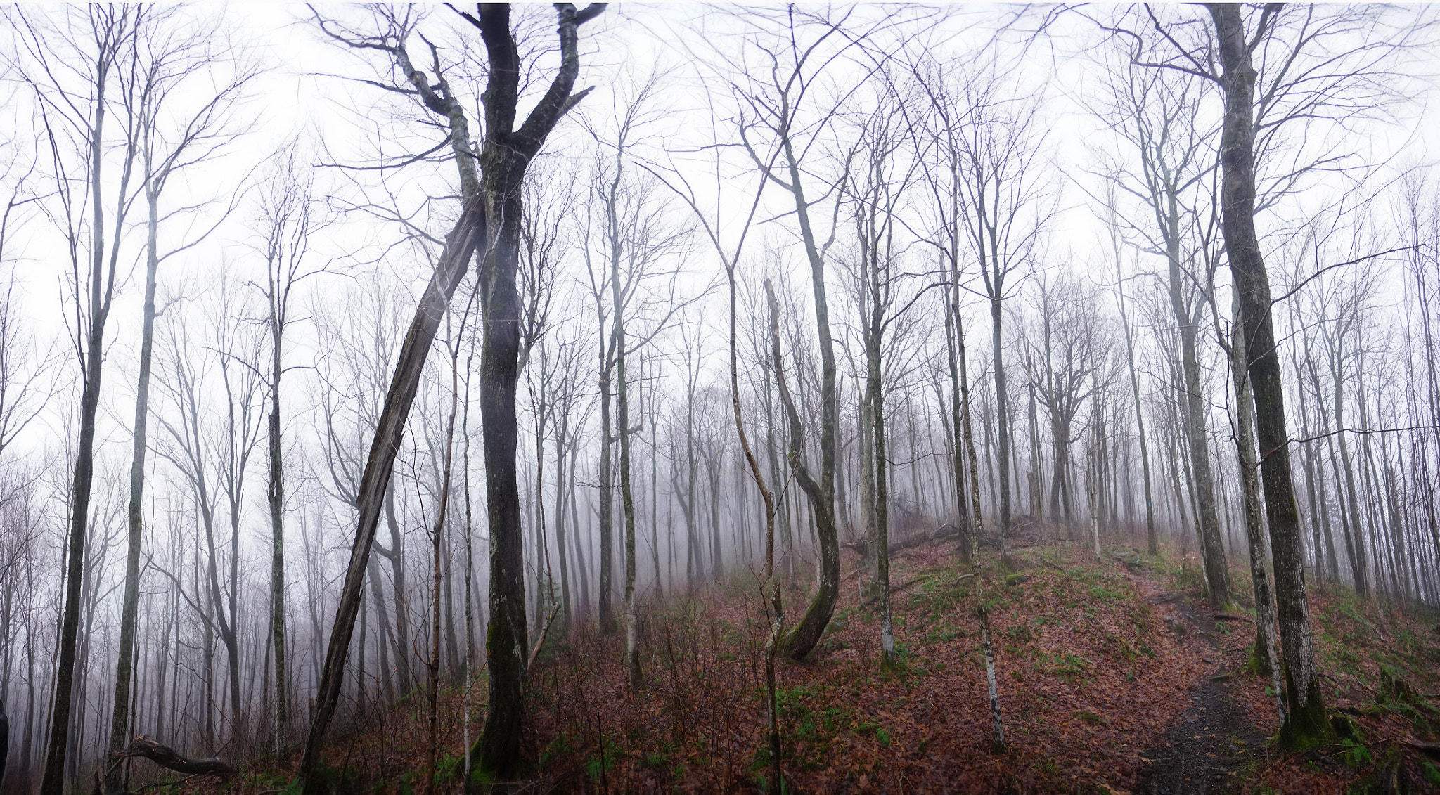 Sony a7 + Sony E 10-18mm F4 OSS sample photo. Trees in clouds photography