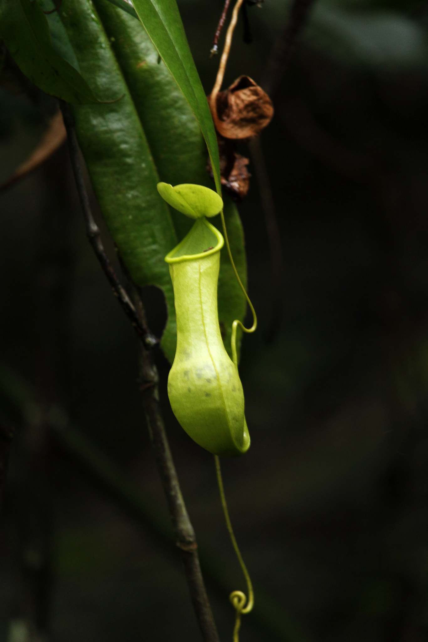 Canon EF-S 55-250mm F4-5.6 IS STM sample photo. Sinharaja rainforest - srilanka photography