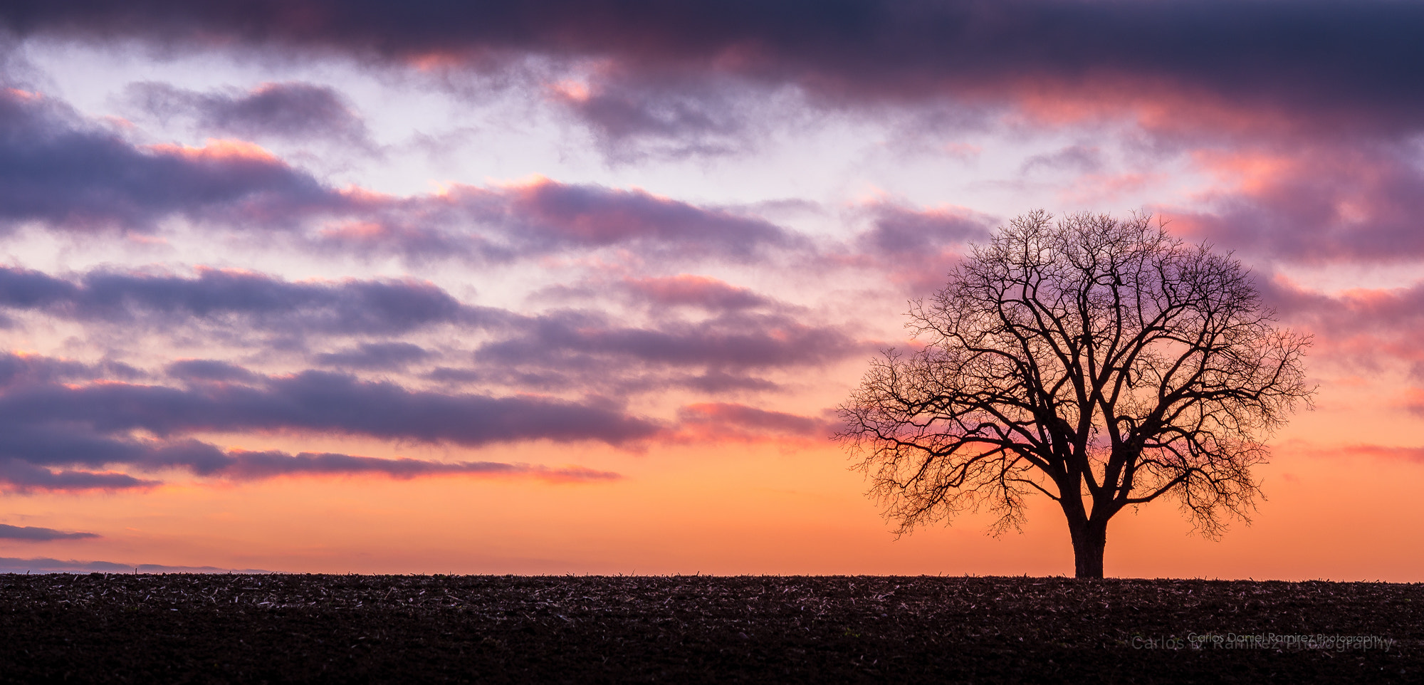 Nikon D600 + Nikon AF-S Nikkor 85mm F1.4G sample photo. Lonely tree photography