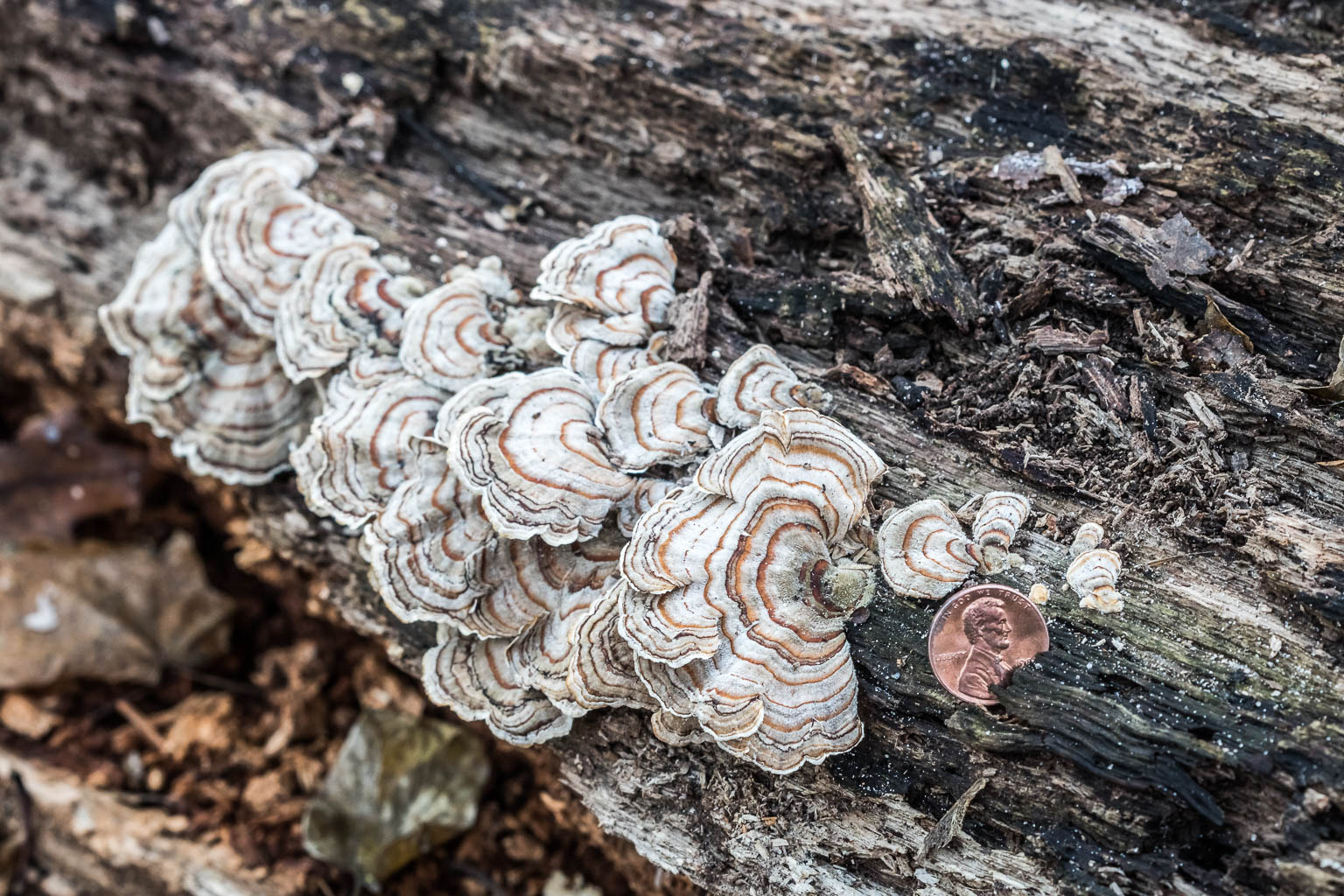 Canon EF 100mm F2.8 Macro USM sample photo. Turkey tail bracket fungus photography