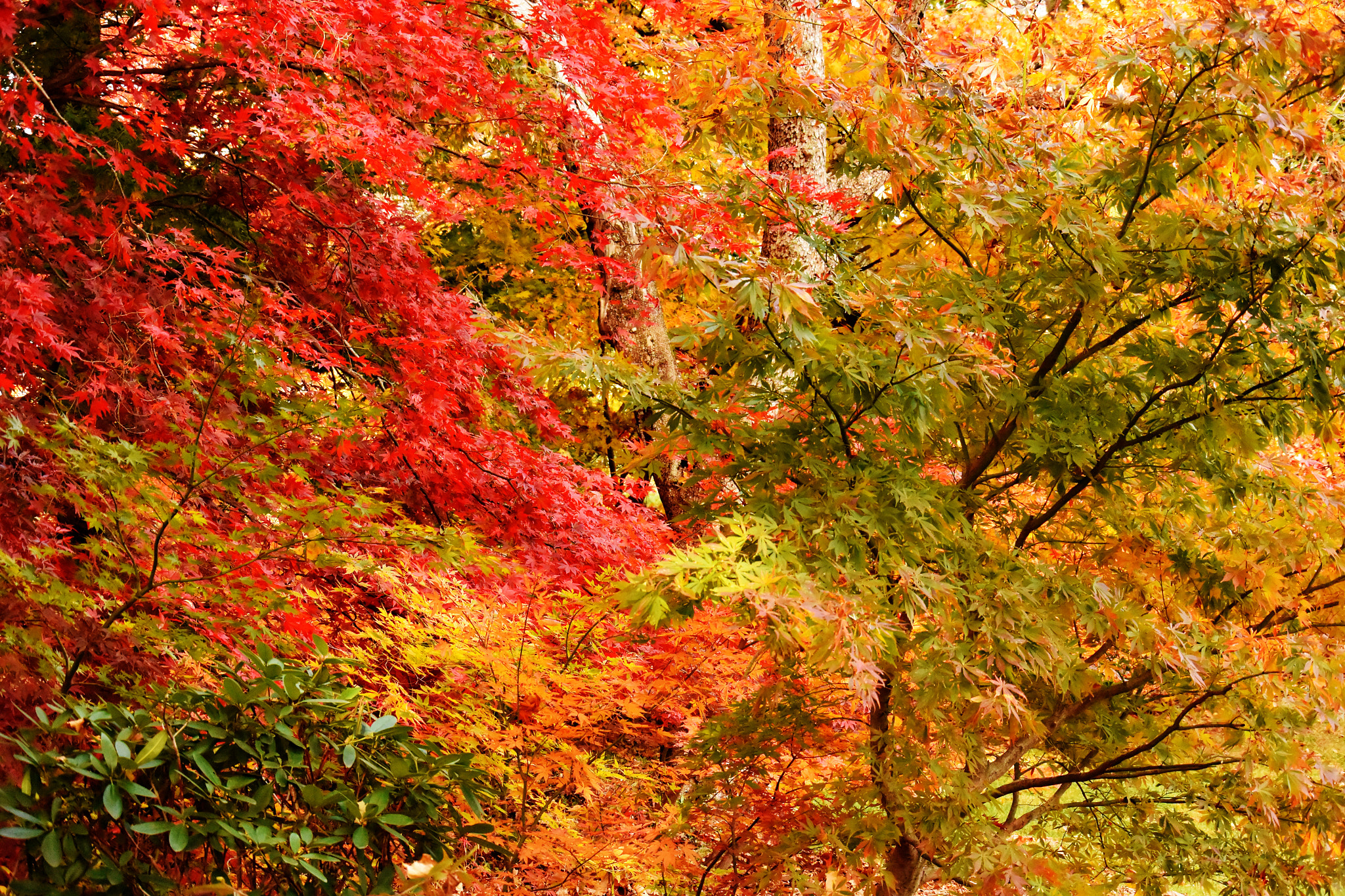 Nikon 1 J4 + Nikon 1 Nikkor VR 30-110mm F3.8-5.6 sample photo. Dsc photography